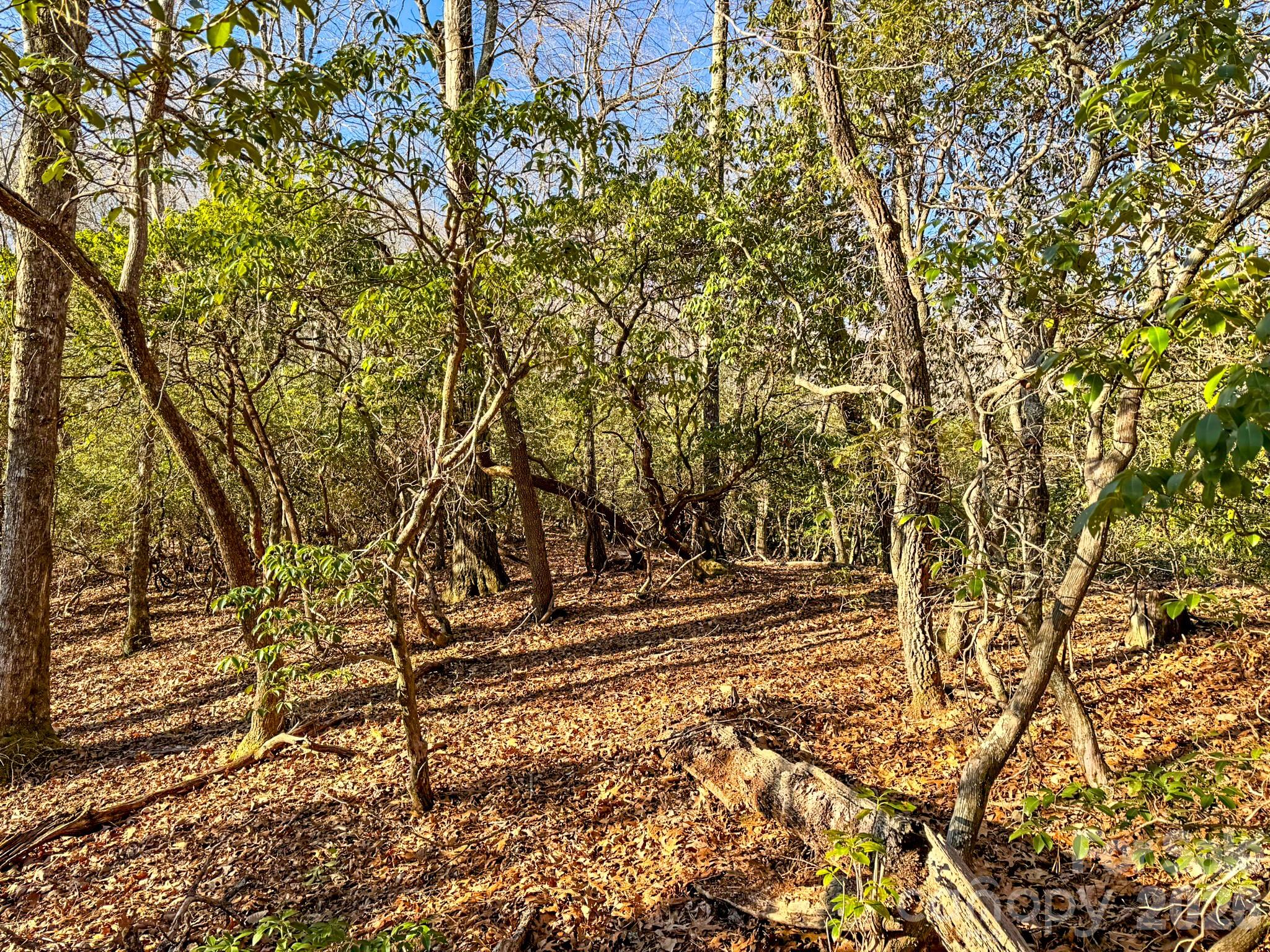 1647 Mills River Way Property Photo 32