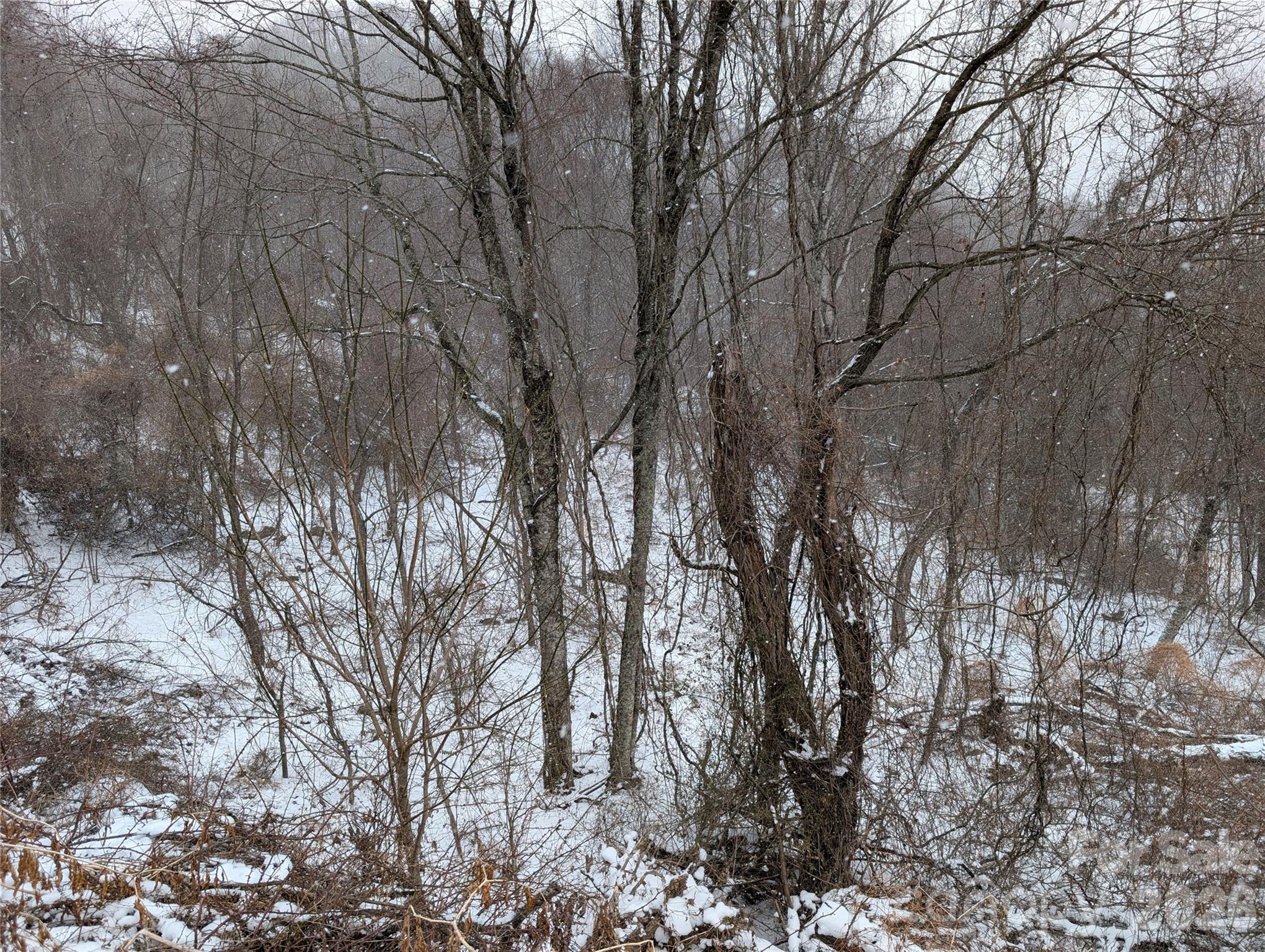 00 Bear Wallow Trail Property Photo 4