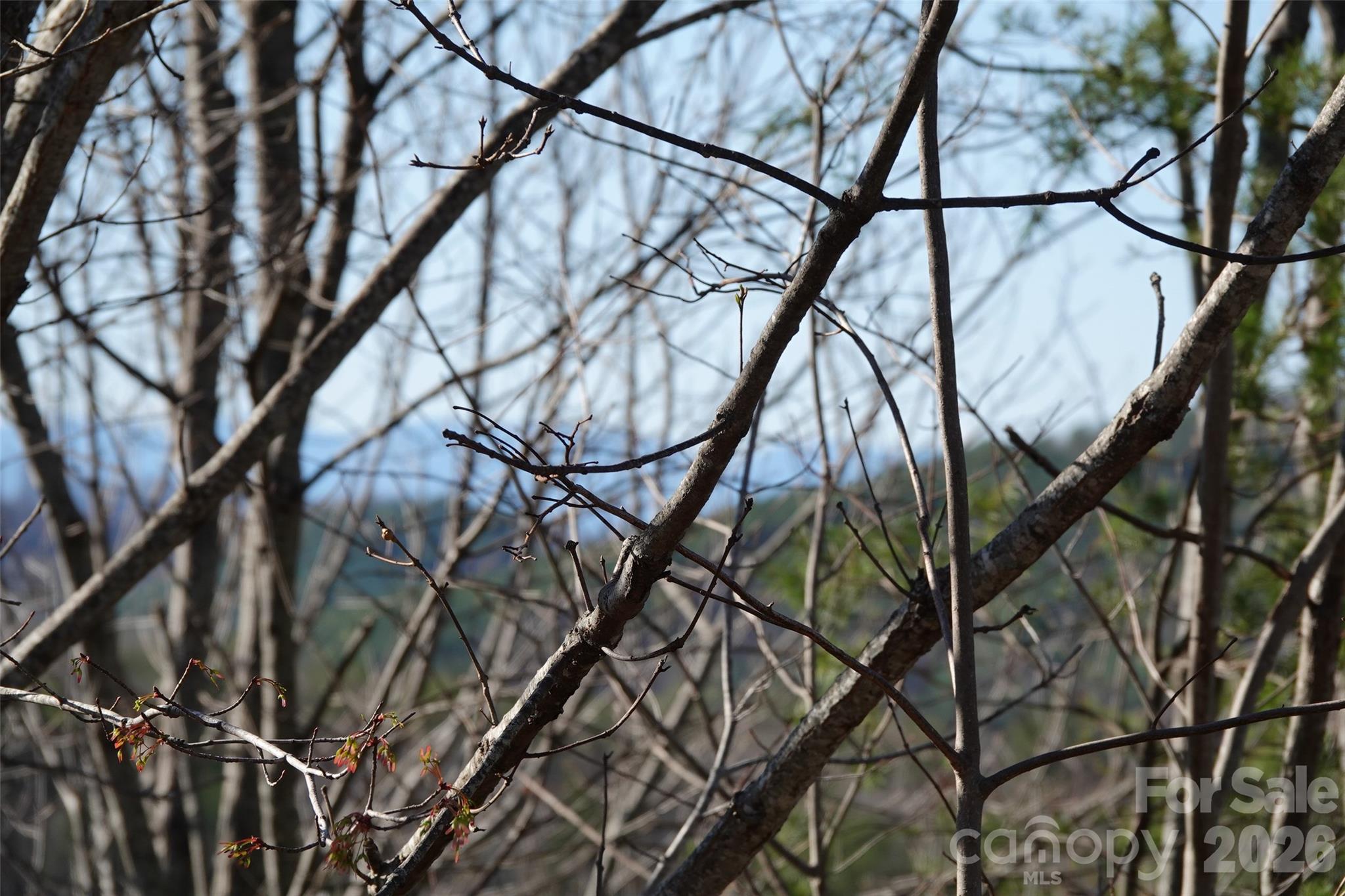 109 Ampersand Trail Property Photo 8
