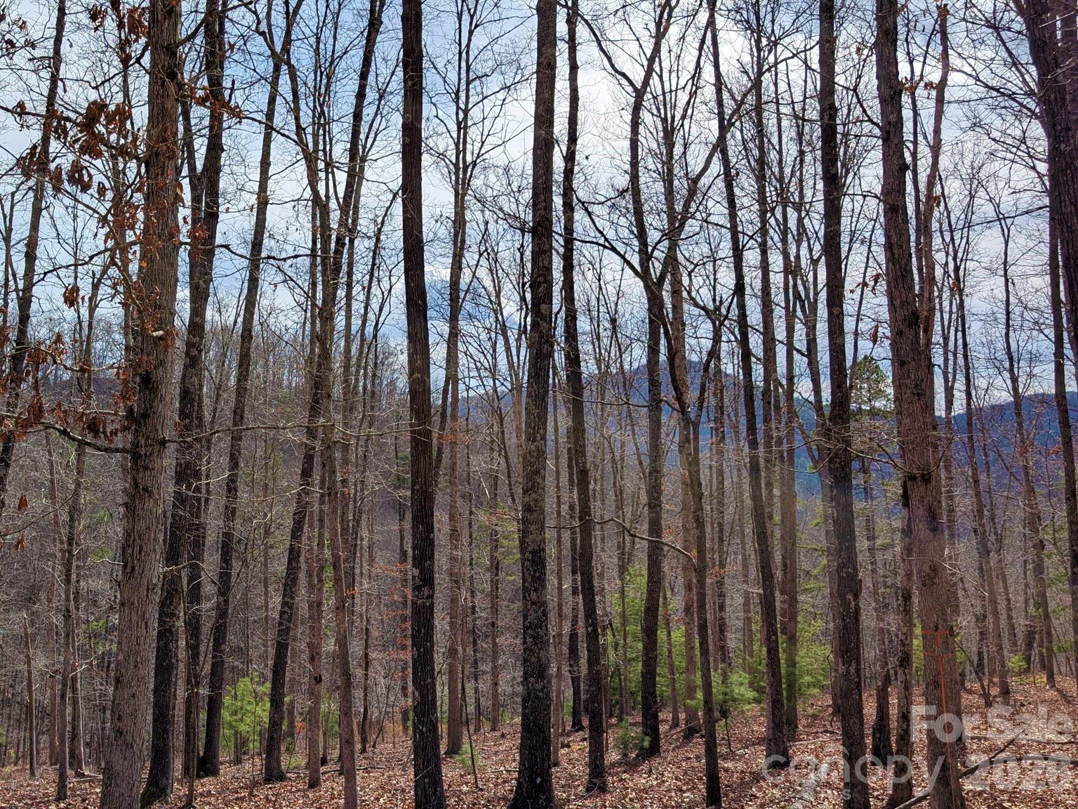 51 Wild Turkey Loop 32 Property Photo 5