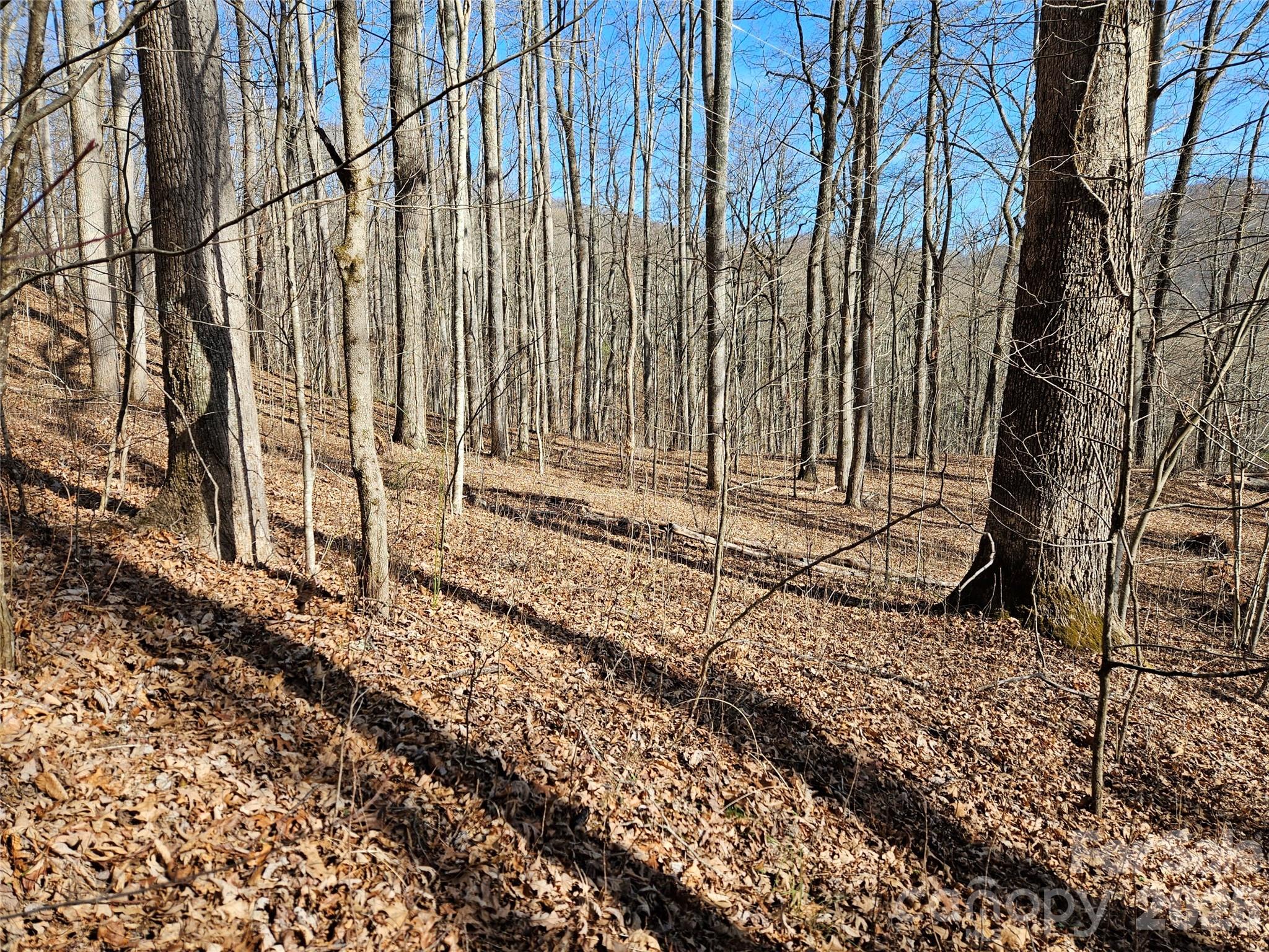 262 Si Knob Road Property Photo 3