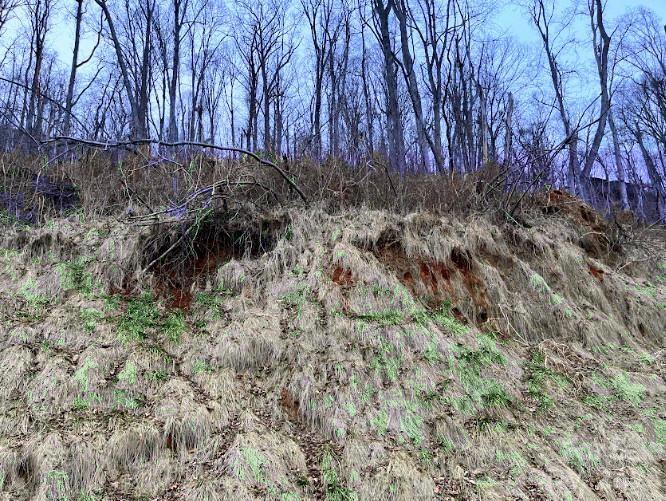 89 Weeping Cherry Forest Road Property Photo 1