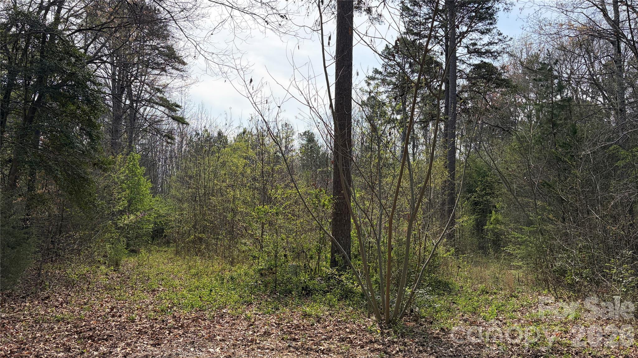 3245 Lark Drive Property Photo 5