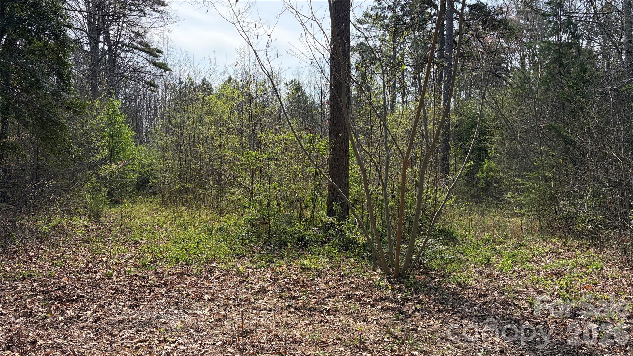 3245 Lark Drive Property Photo 6