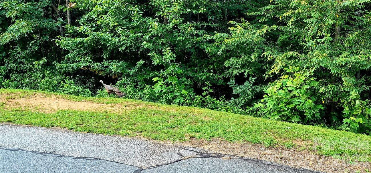 Lot 59 Bear Cliff Way Property Photo 43