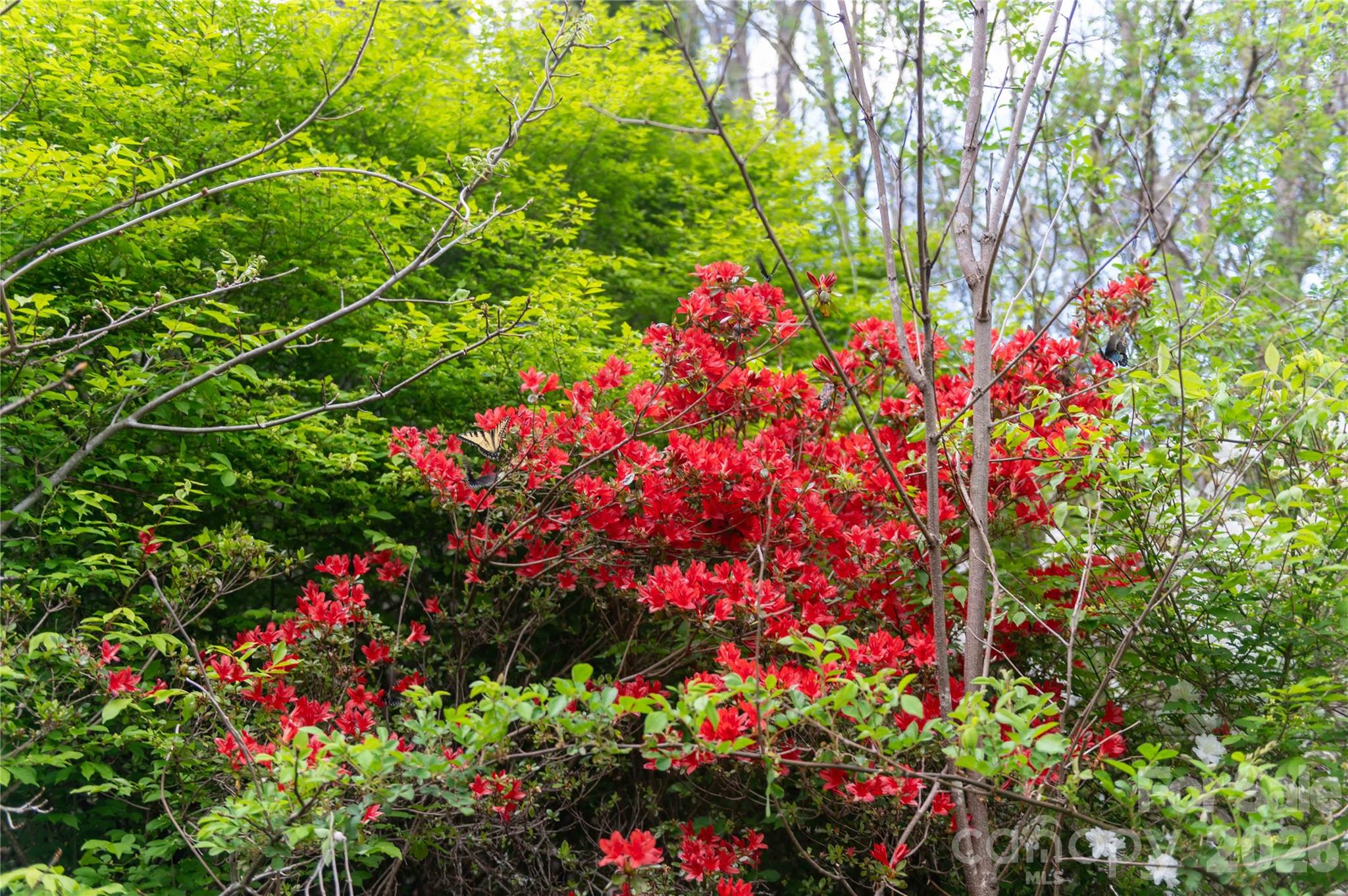 99 Banjo Branch Road Property Photo 2