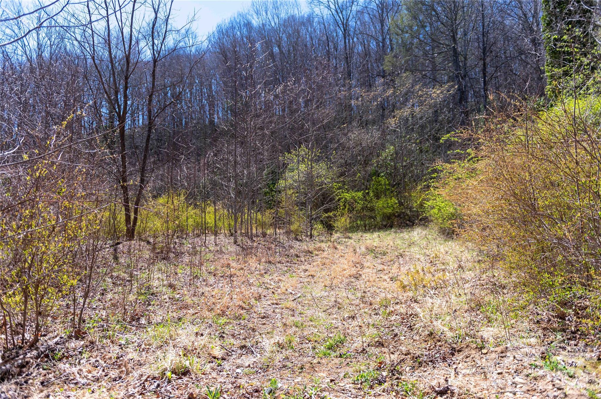 99 Banjo Branch Road Property Photo 7