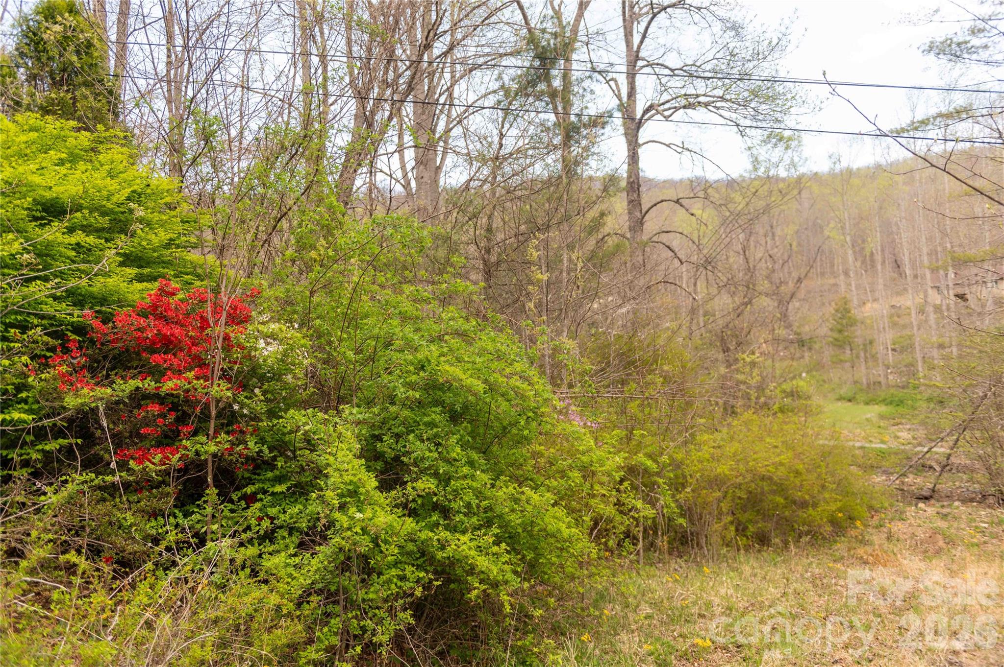 99 Banjo Branch Road Property Photo 8