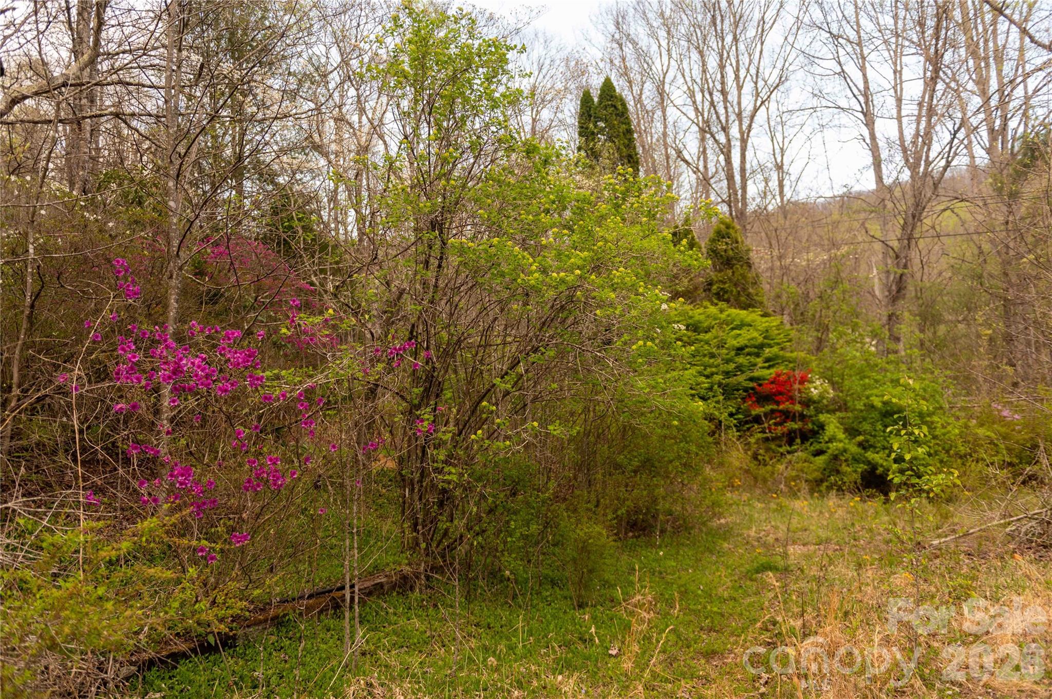 99 Banjo Branch Road Property Photo 11