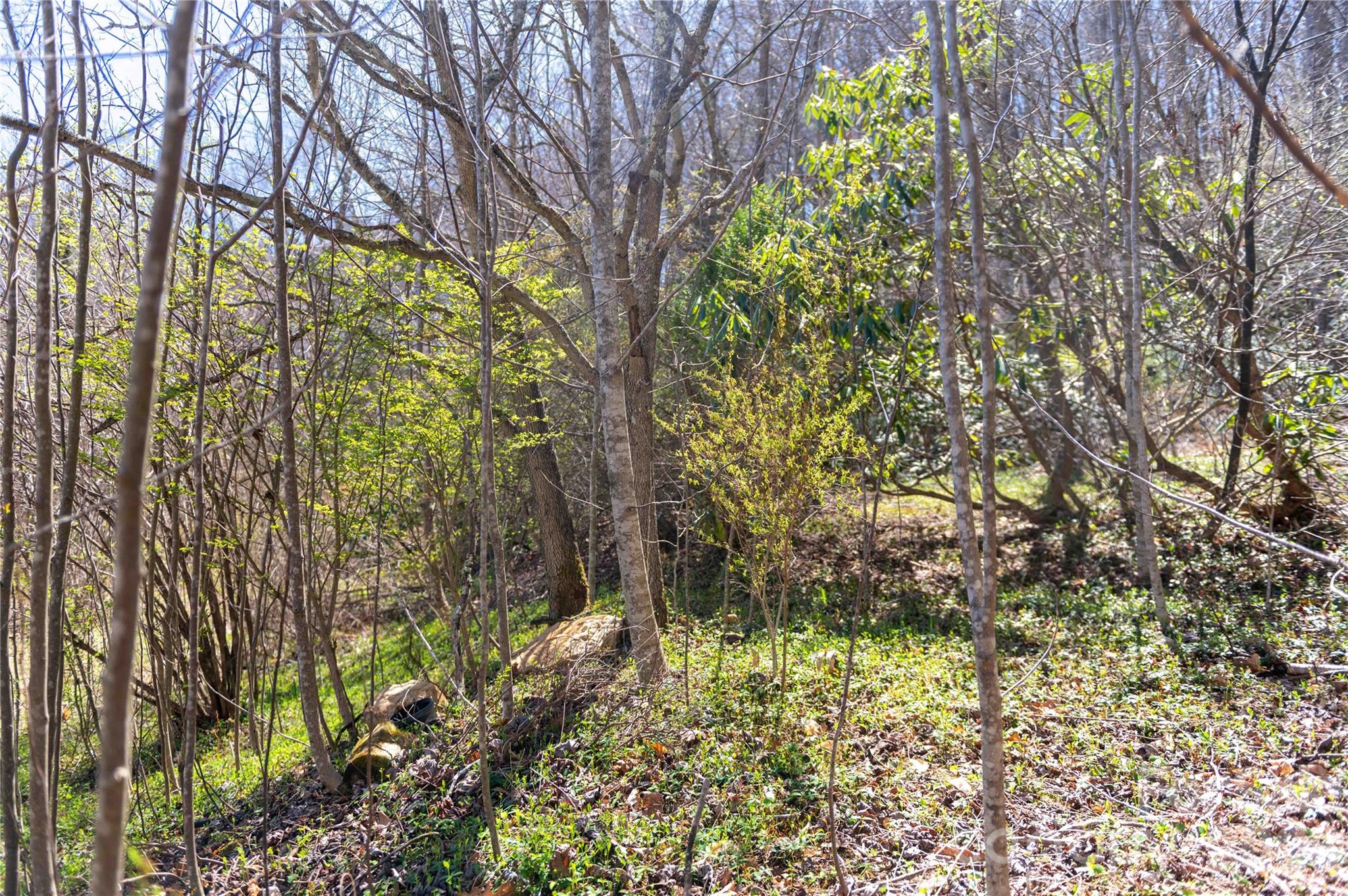 99 Banjo Branch Road Property Photo 12