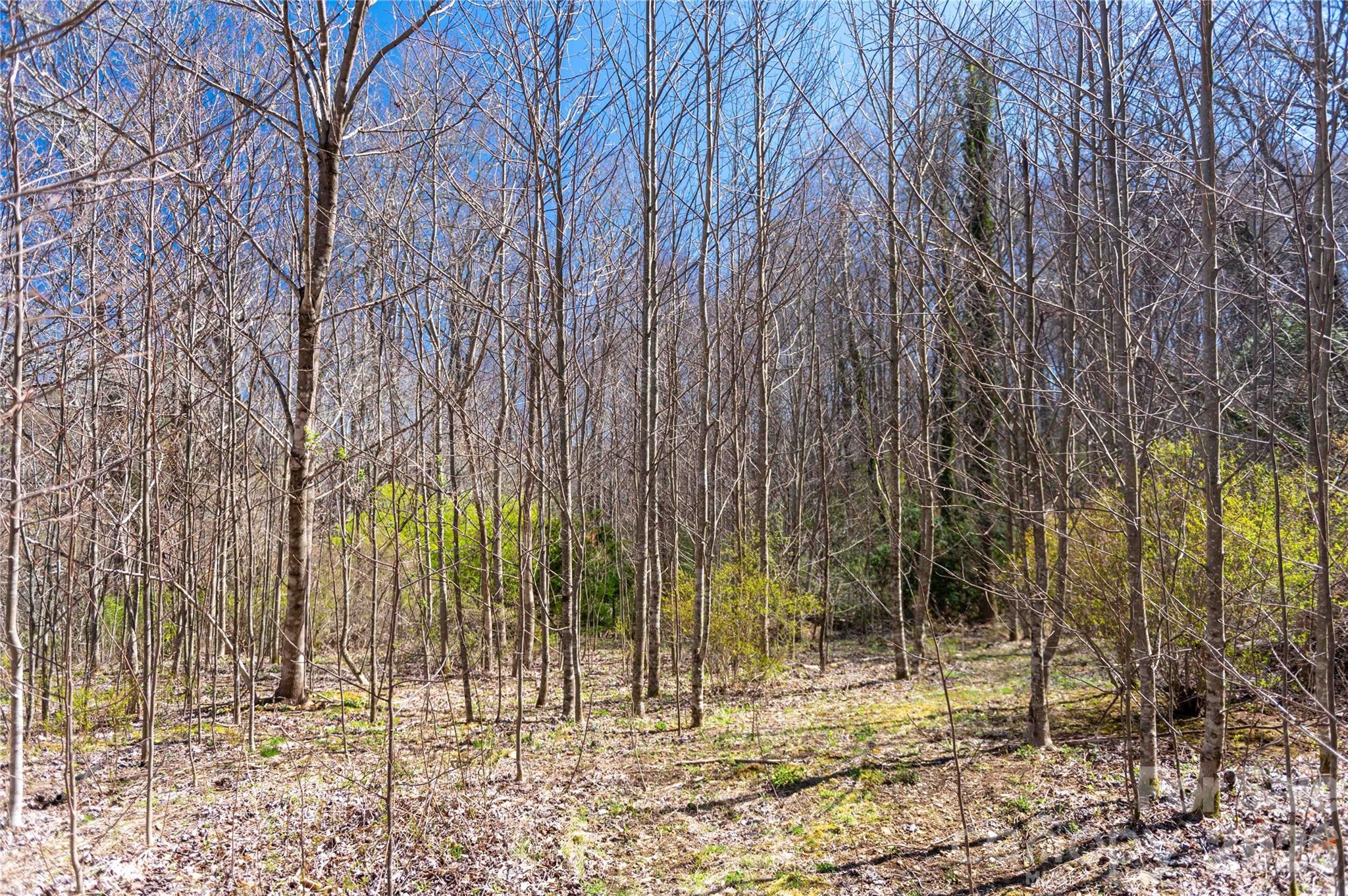 99 Banjo Branch Road Property Photo 13