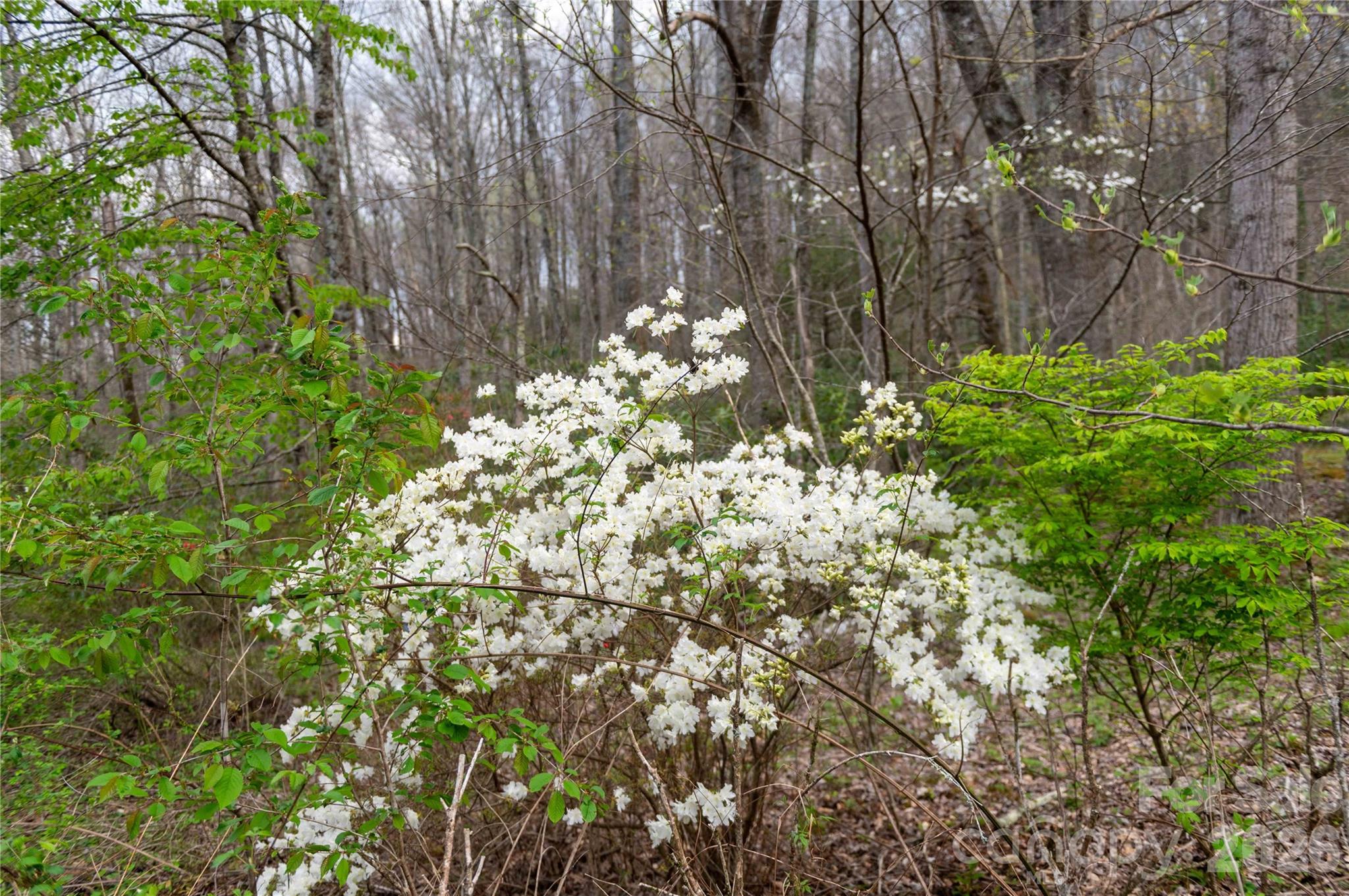 99 Banjo Branch Road Property Photo 15