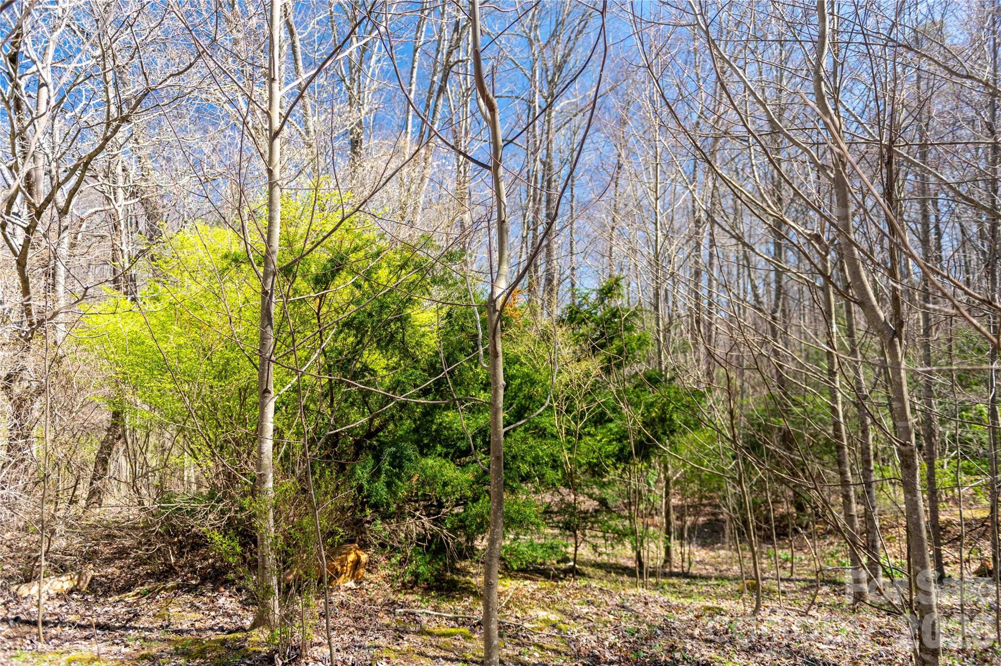 99 Banjo Branch Road Property Photo 19