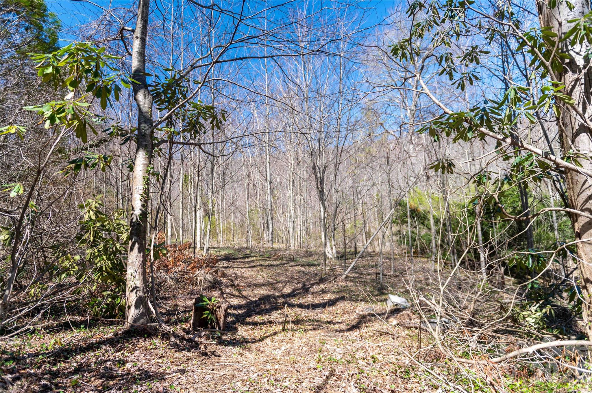 99 Banjo Branch Road Property Photo 22
