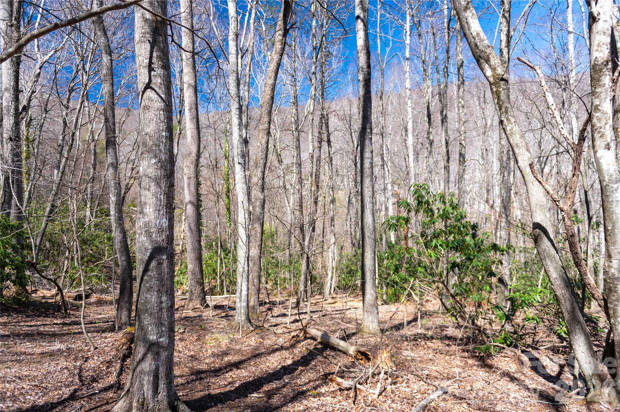 99 Banjo Branch Road Property Photo 28