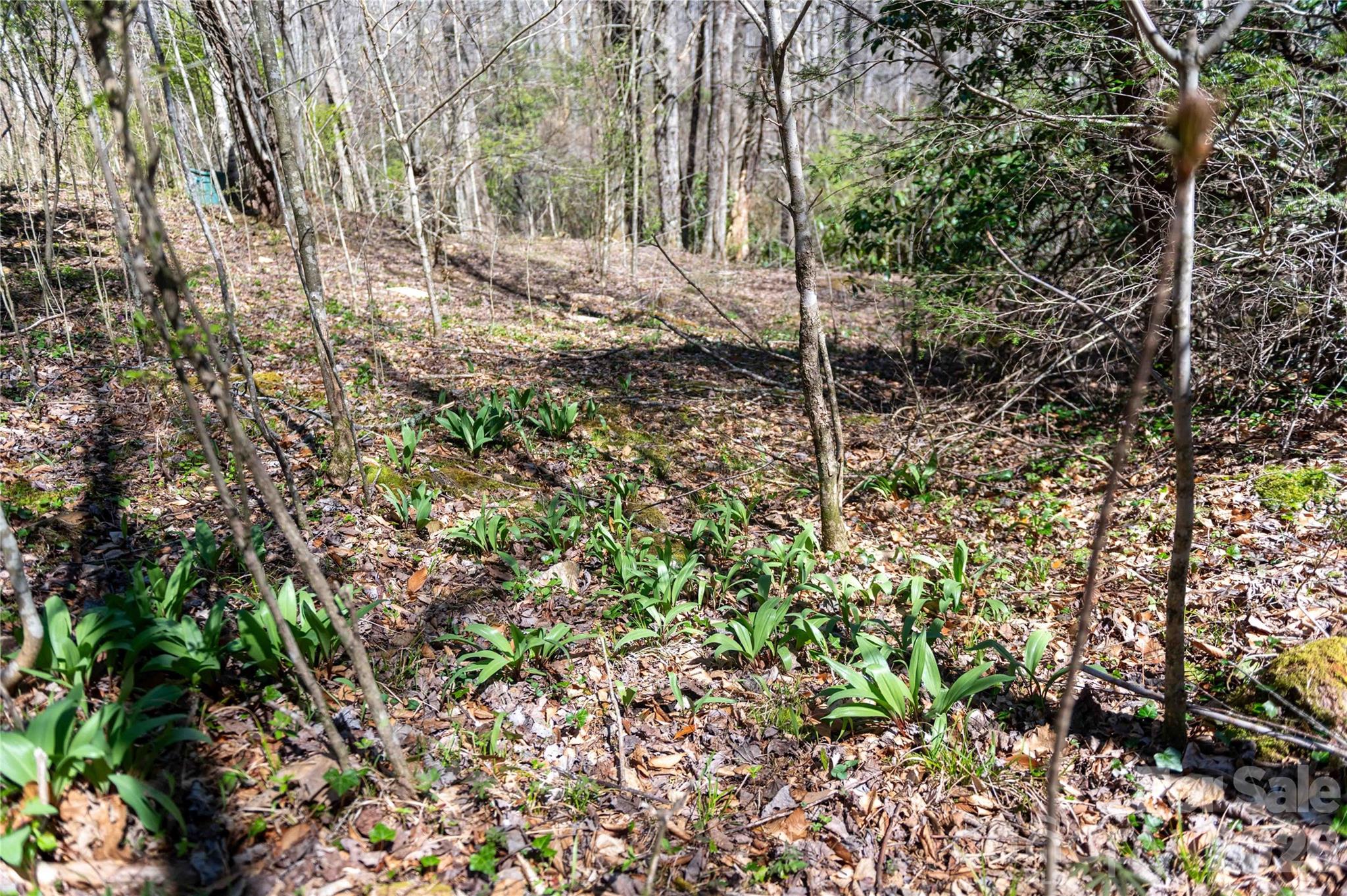 99 Banjo Branch Road Property Photo 34