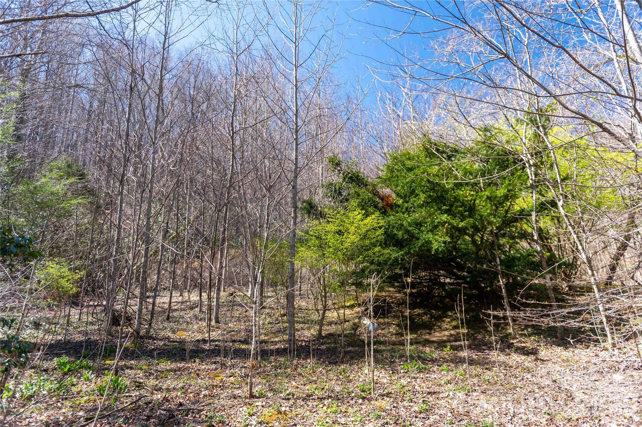 99 Banjo Branch Road Property Photo 35