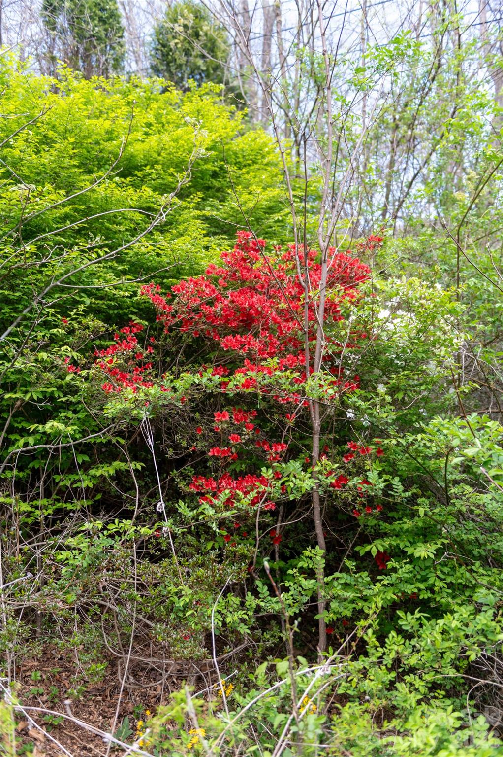 99 Banjo Branch Road Property Photo 39
