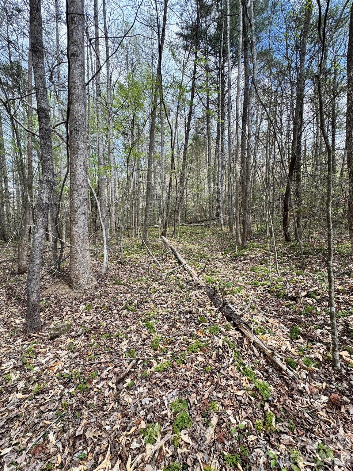 101 Autumn Leaves Way Property Photo 10