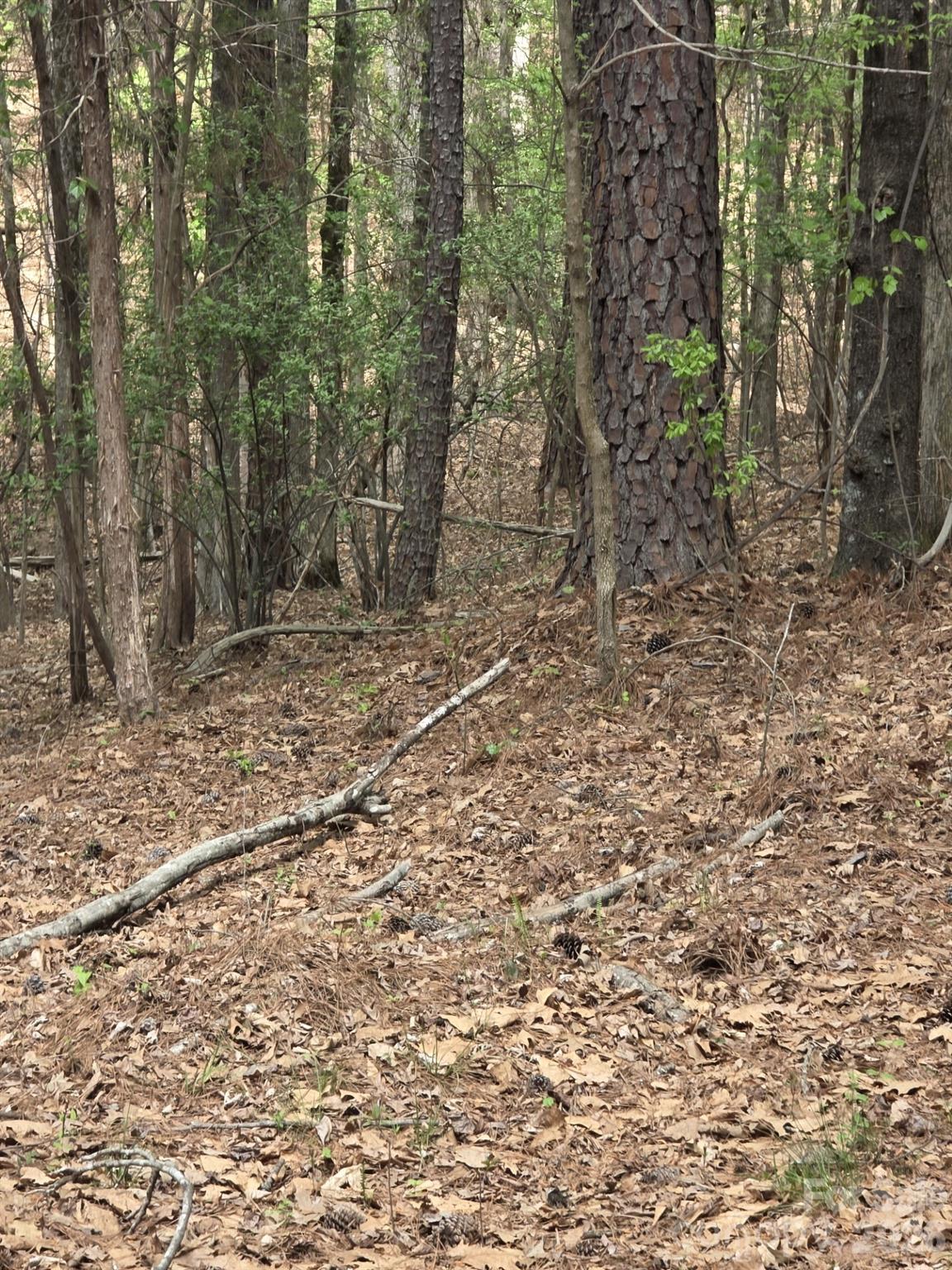 2093 Lometa Road Property Photo 7