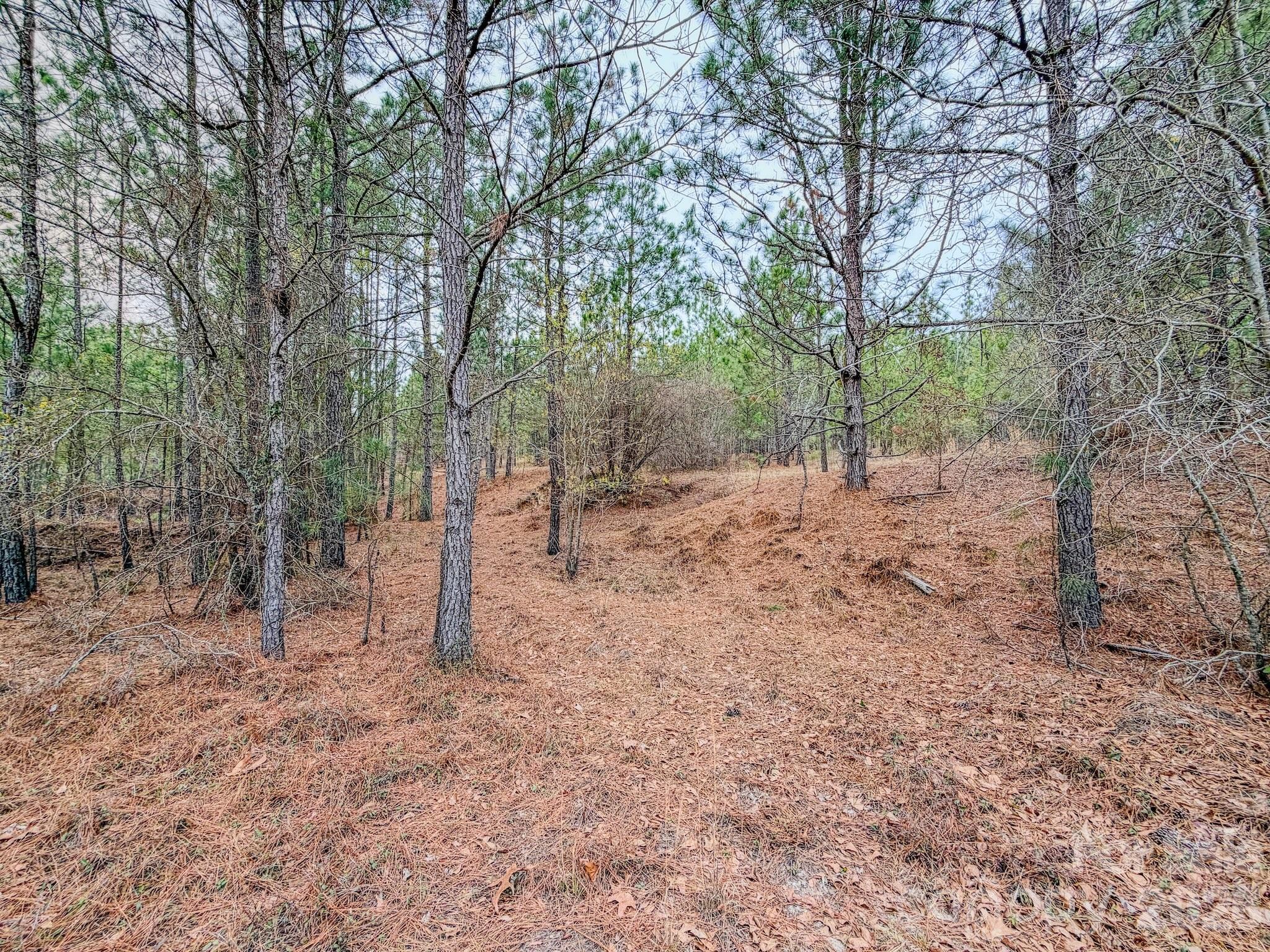 0 Lobelia Road Property Photo 15