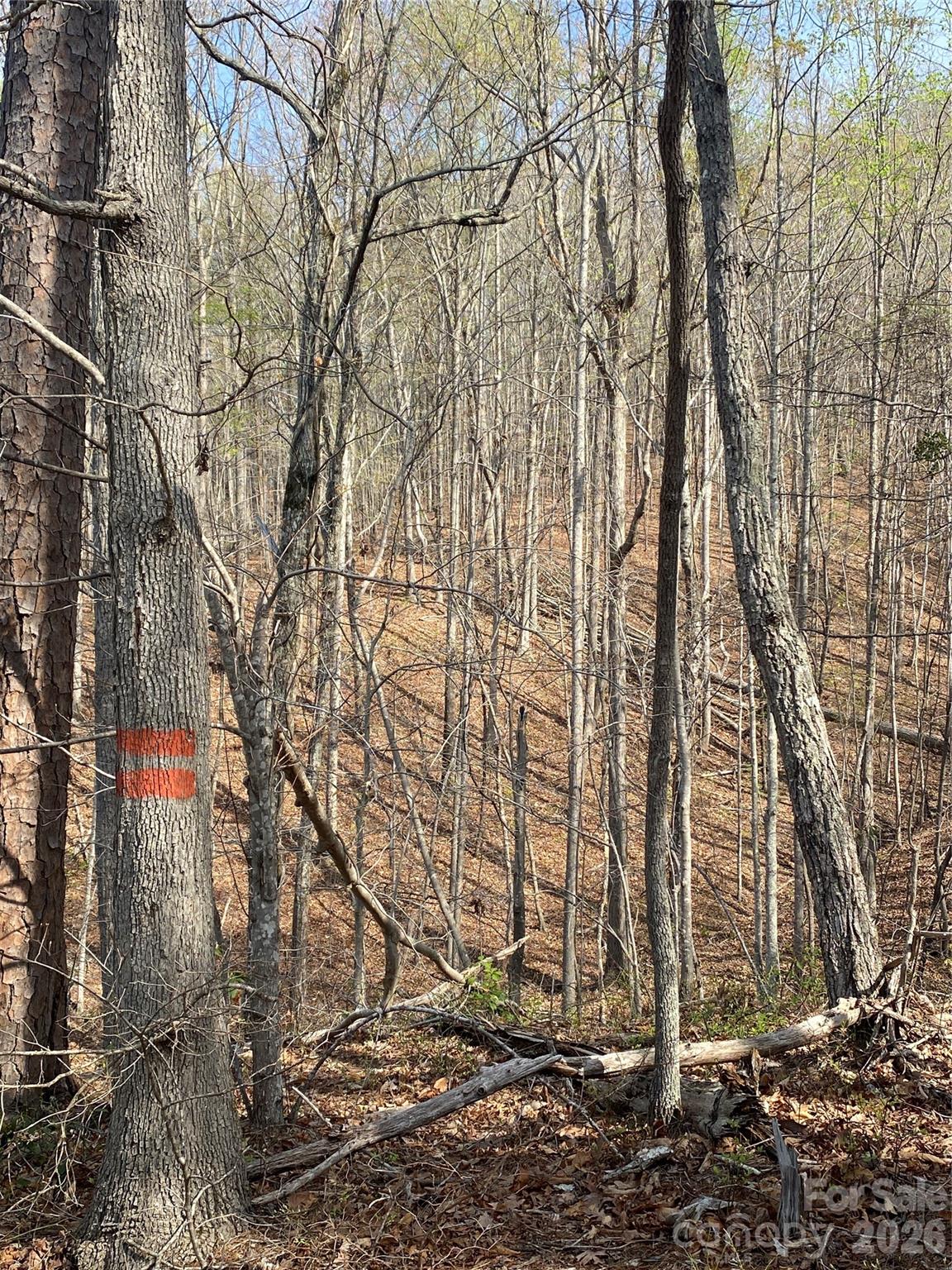 00 Cane Creek Mountain Road 2 Property Photo 7