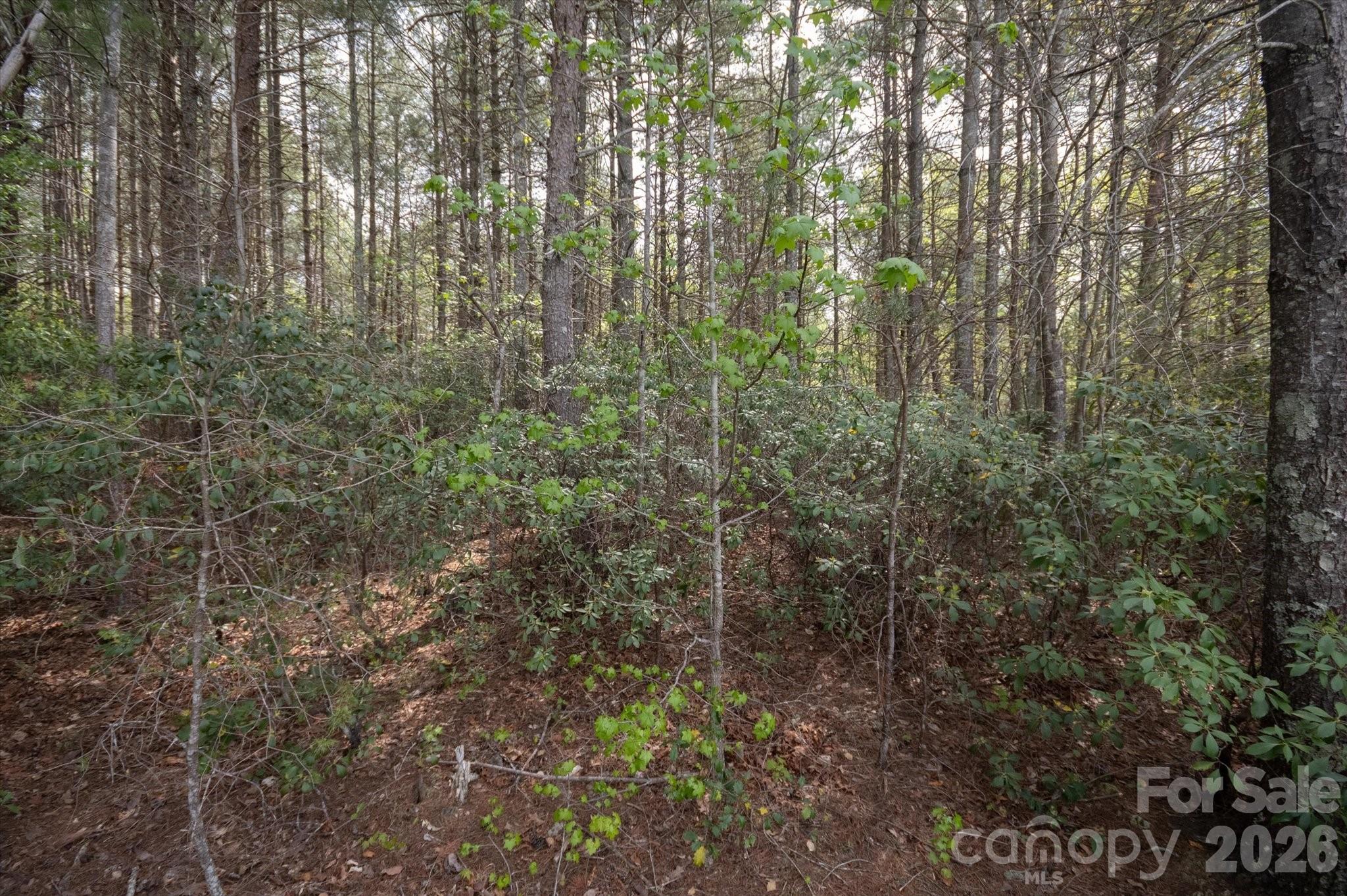 103 Big Tree Way Property Photo 4