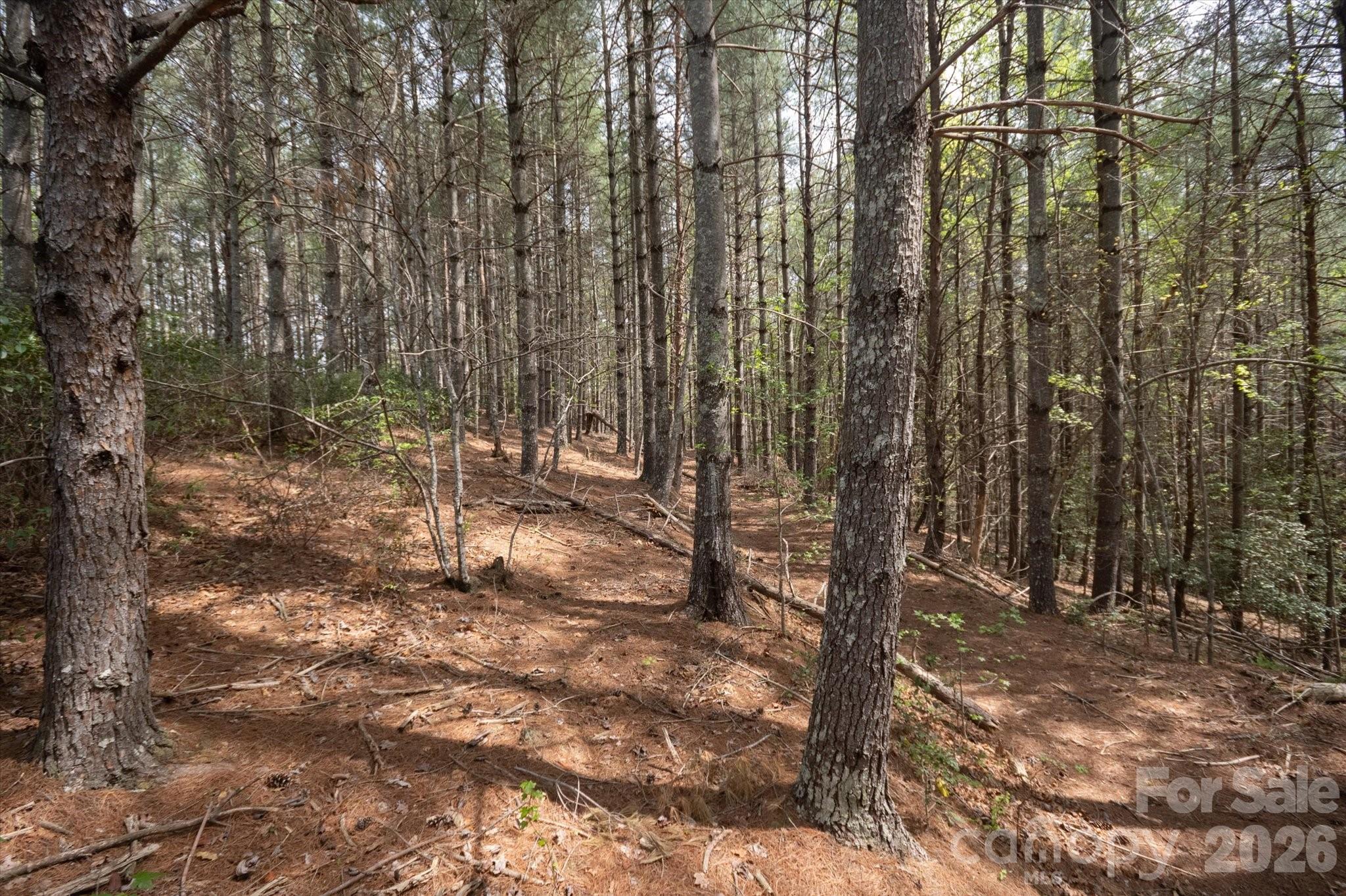 103 Big Tree Way Property Photo 5