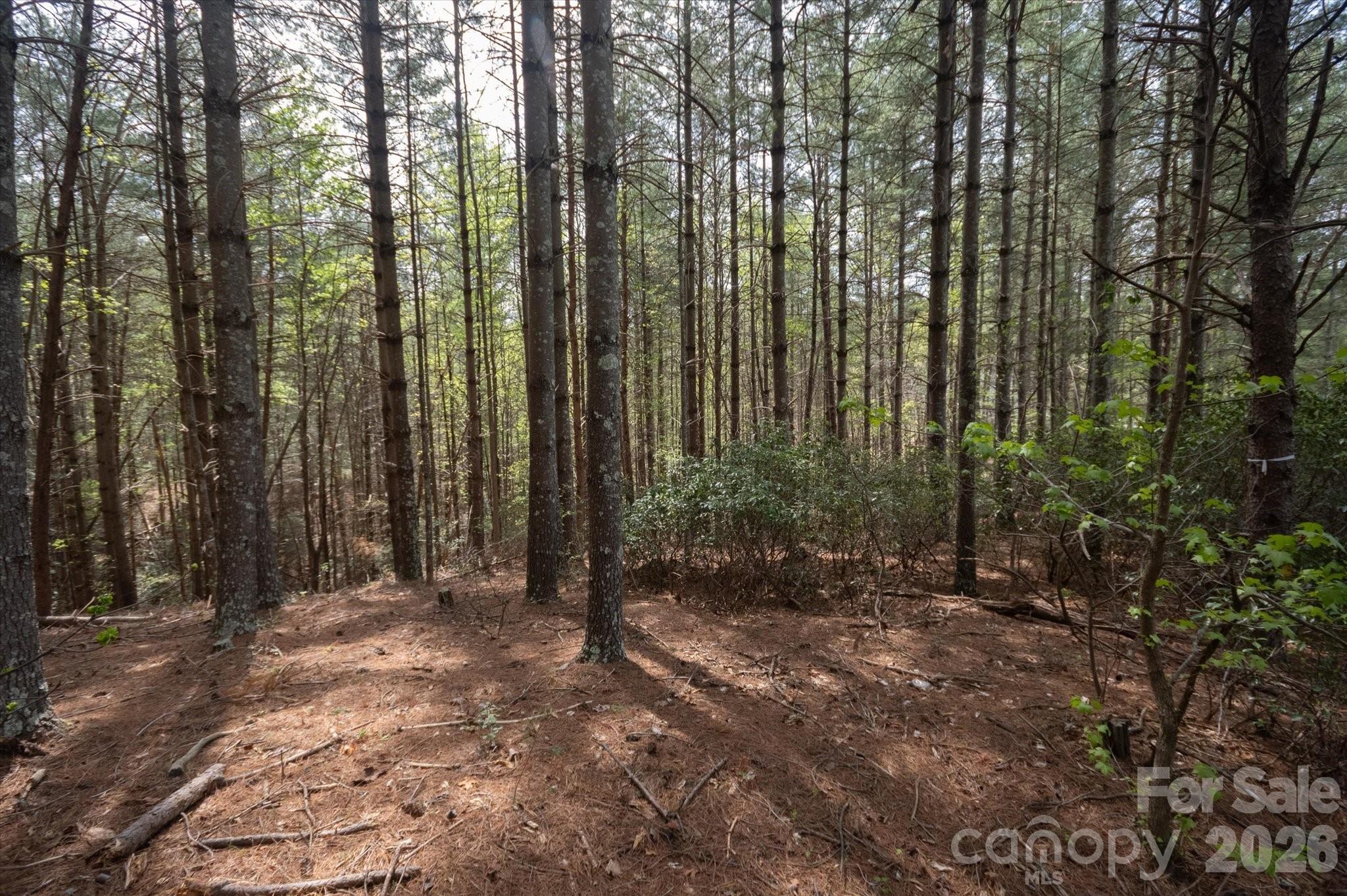 103 Big Tree Way Property Photo 6