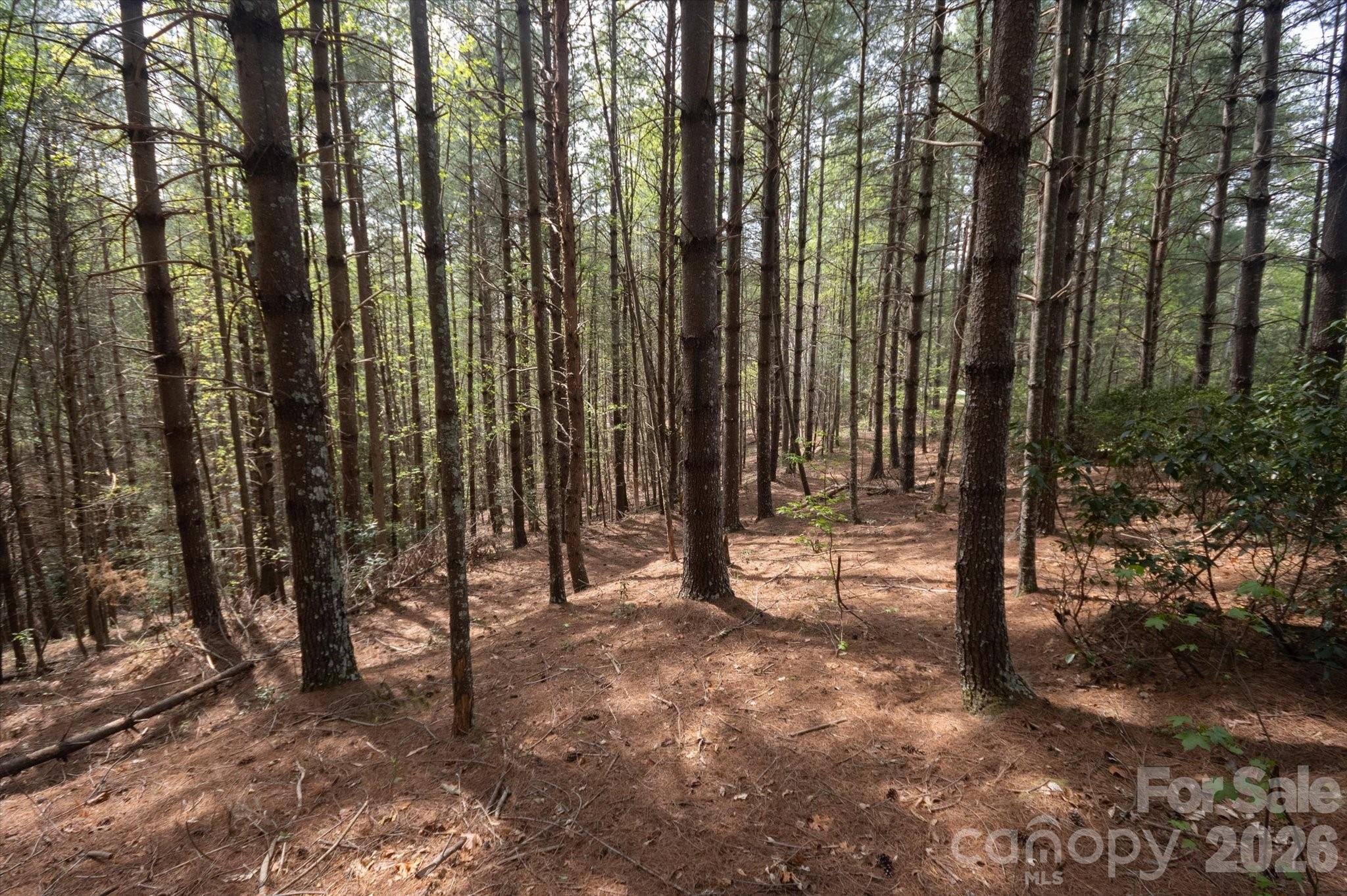 103 Big Tree Way Property Photo 7