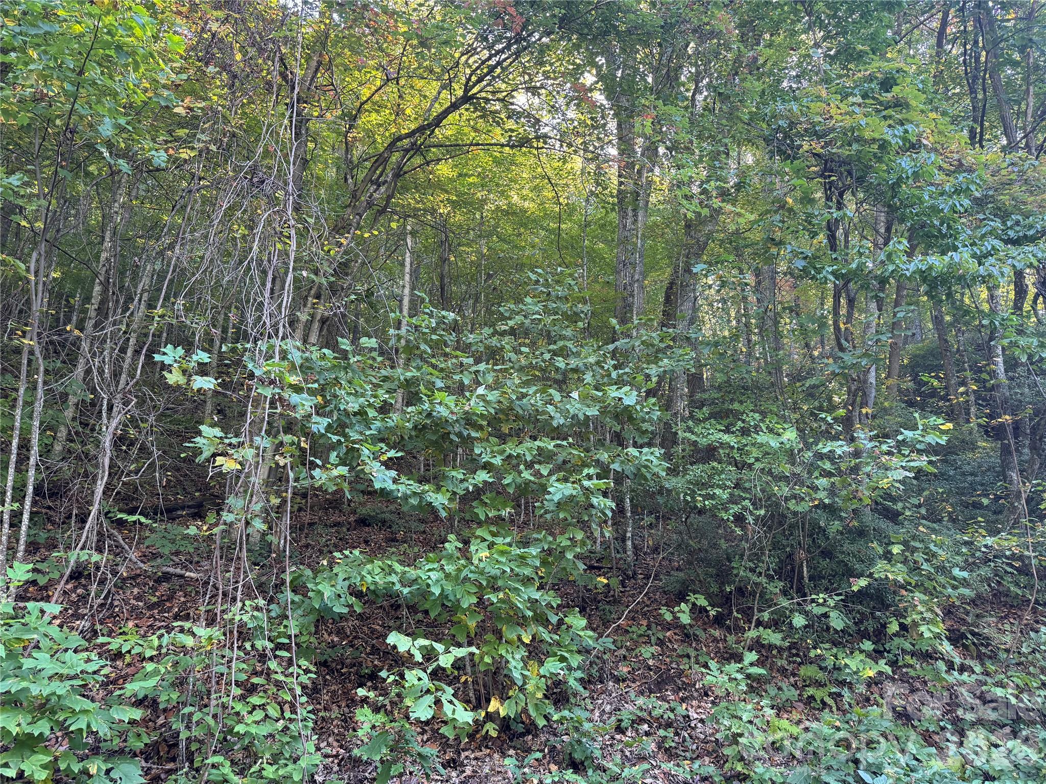 Tbd Red Oak Forest Road Property Photo 2