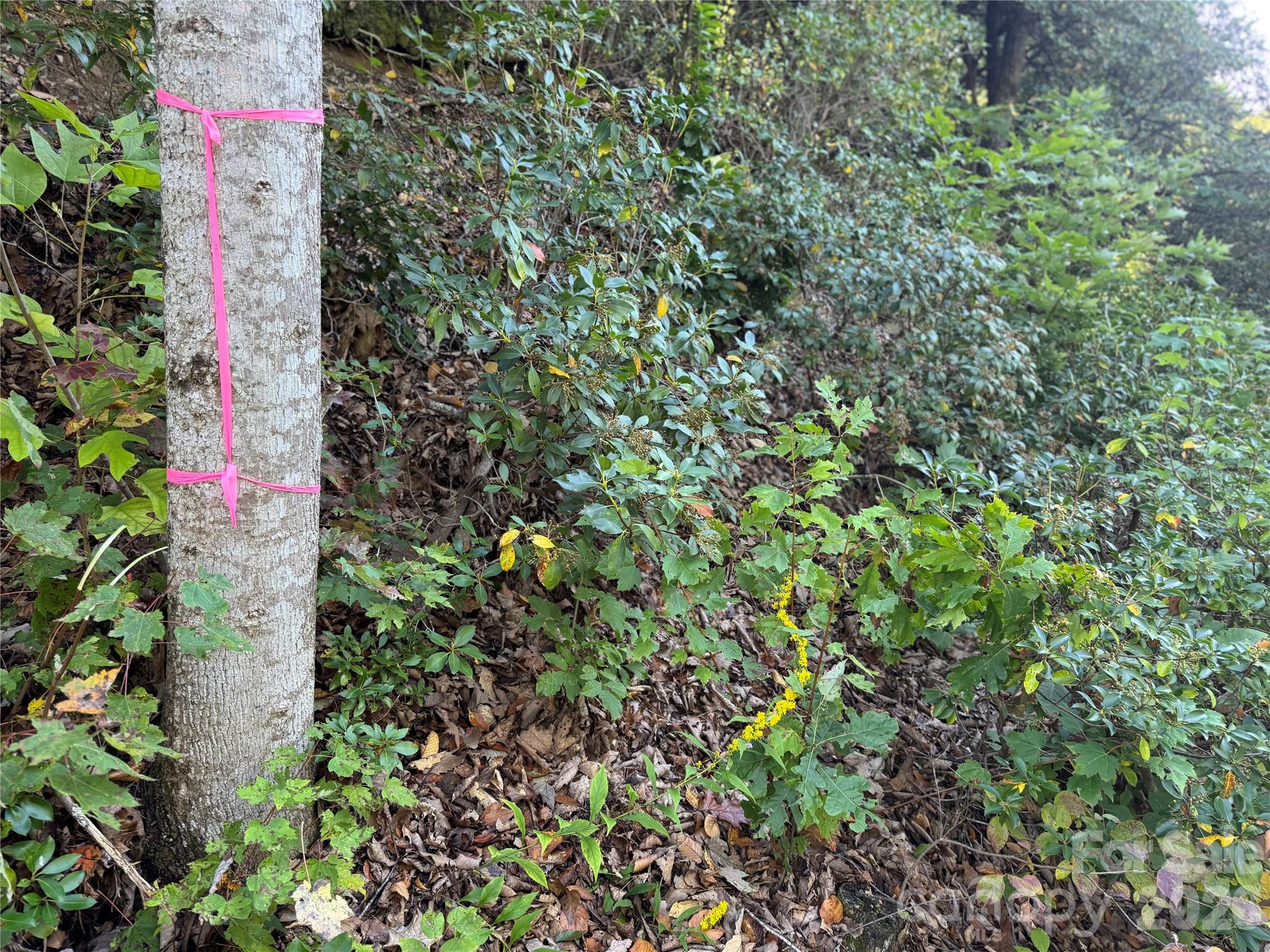 Tbd Red Oak Forest Road Property Photo 6