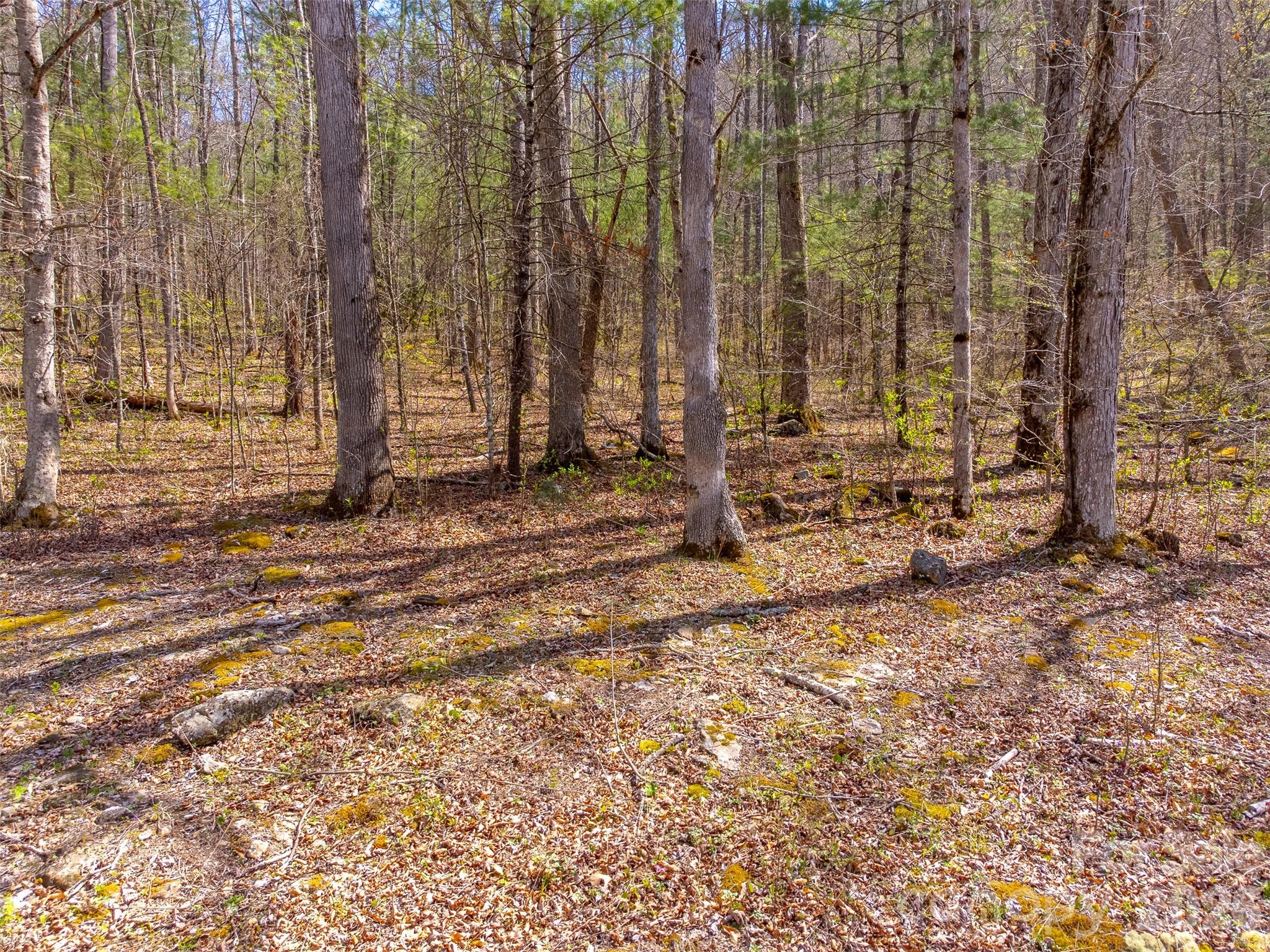 306 Cedar Creek Farm Road Property Photo 4