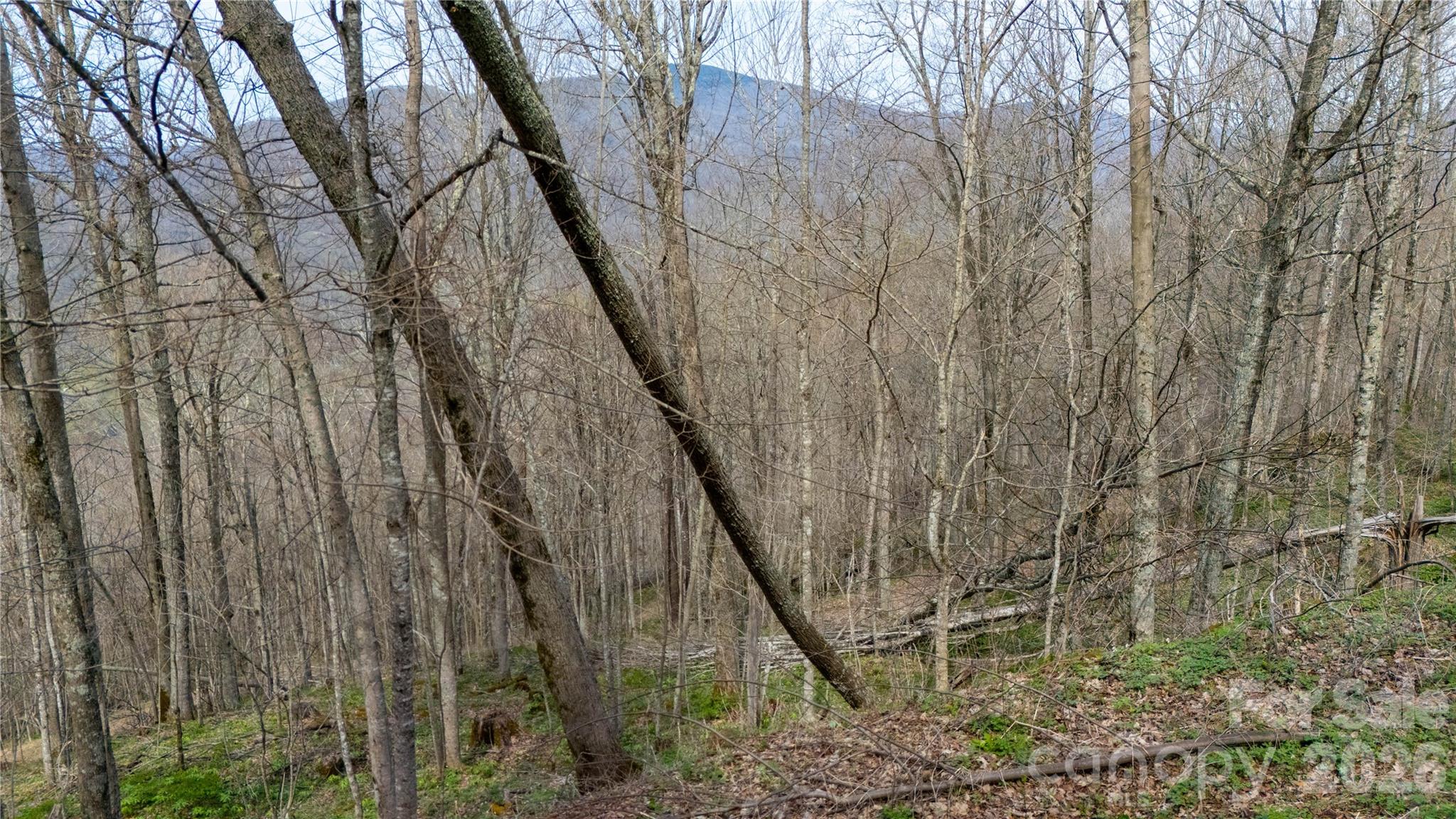 000 Tyler Lane Fork Mountain Road Property Photo 4