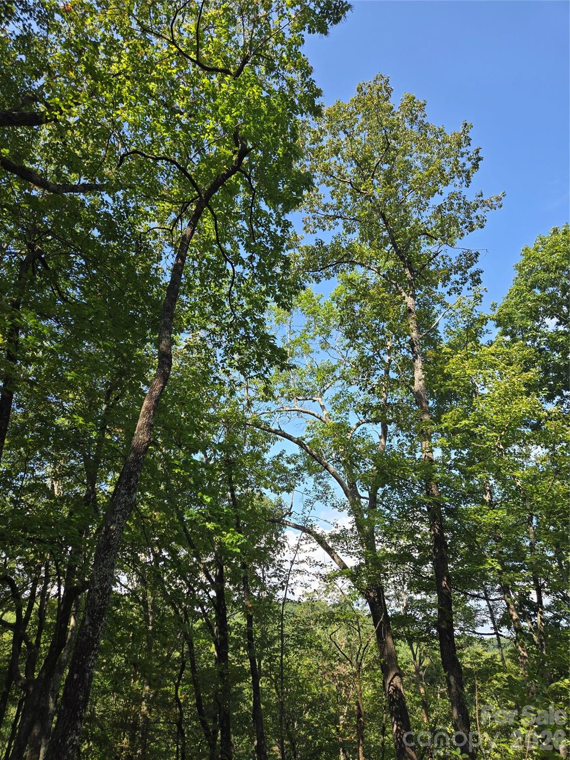 303 Ladd Ridge Property Photo 25