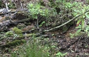 303 Ladd Ridge Property Photo 31