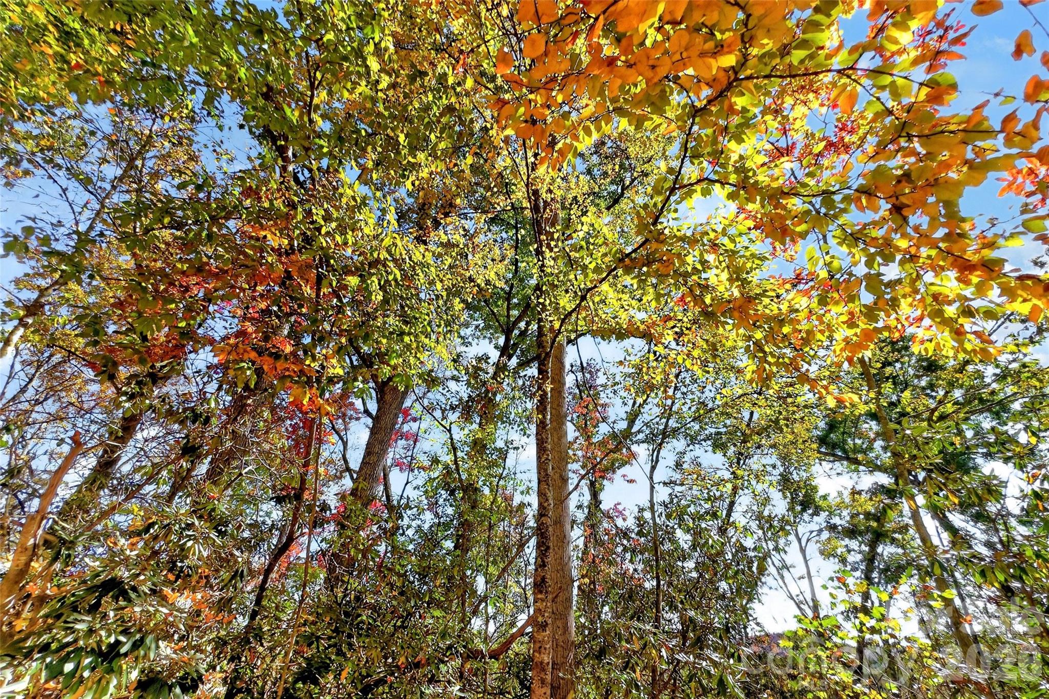Tbd Swiss Pine Lake Drive 117 Property Photo 14