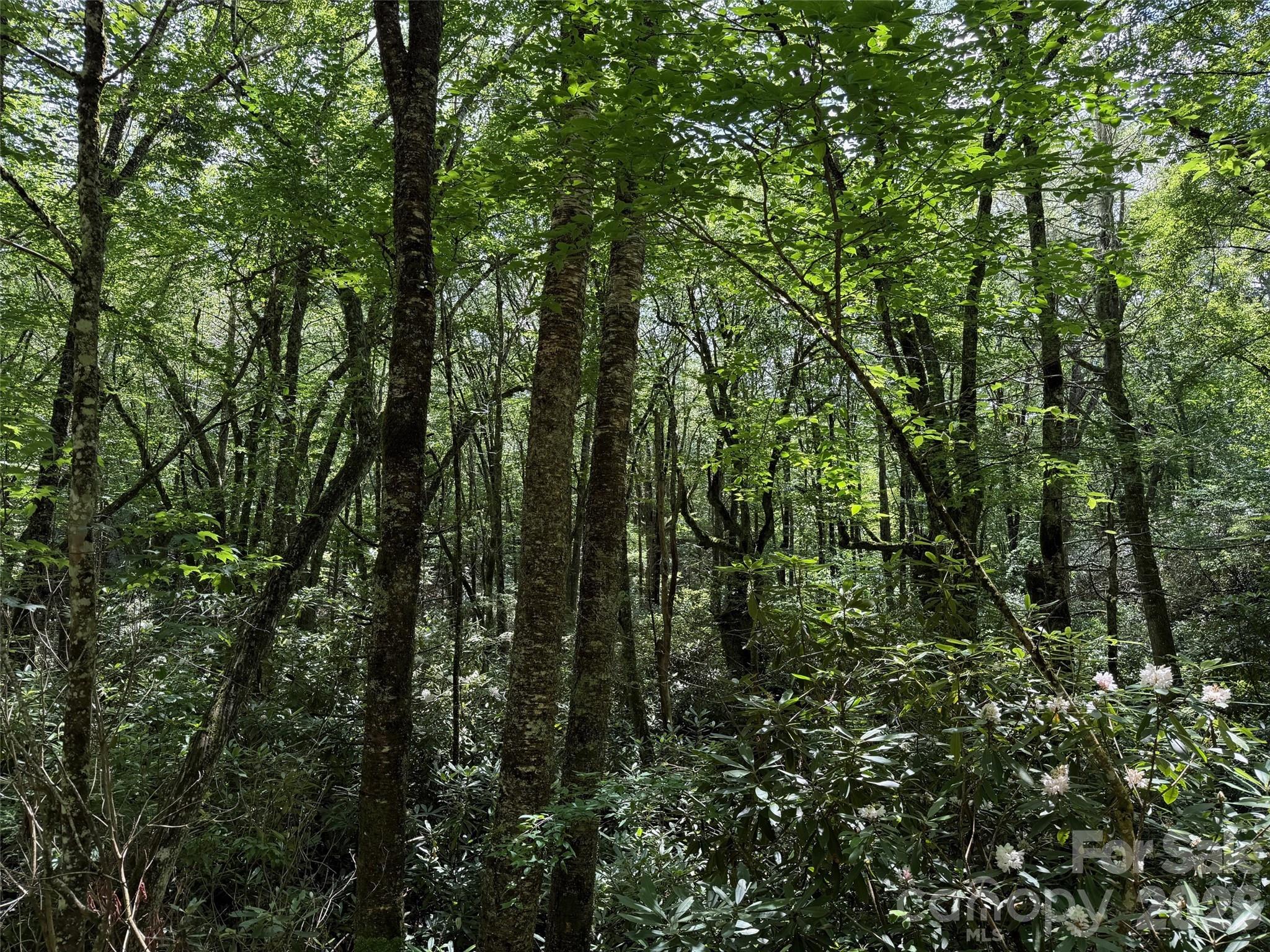 Lot #60 Yonder Trail Property Photo 13