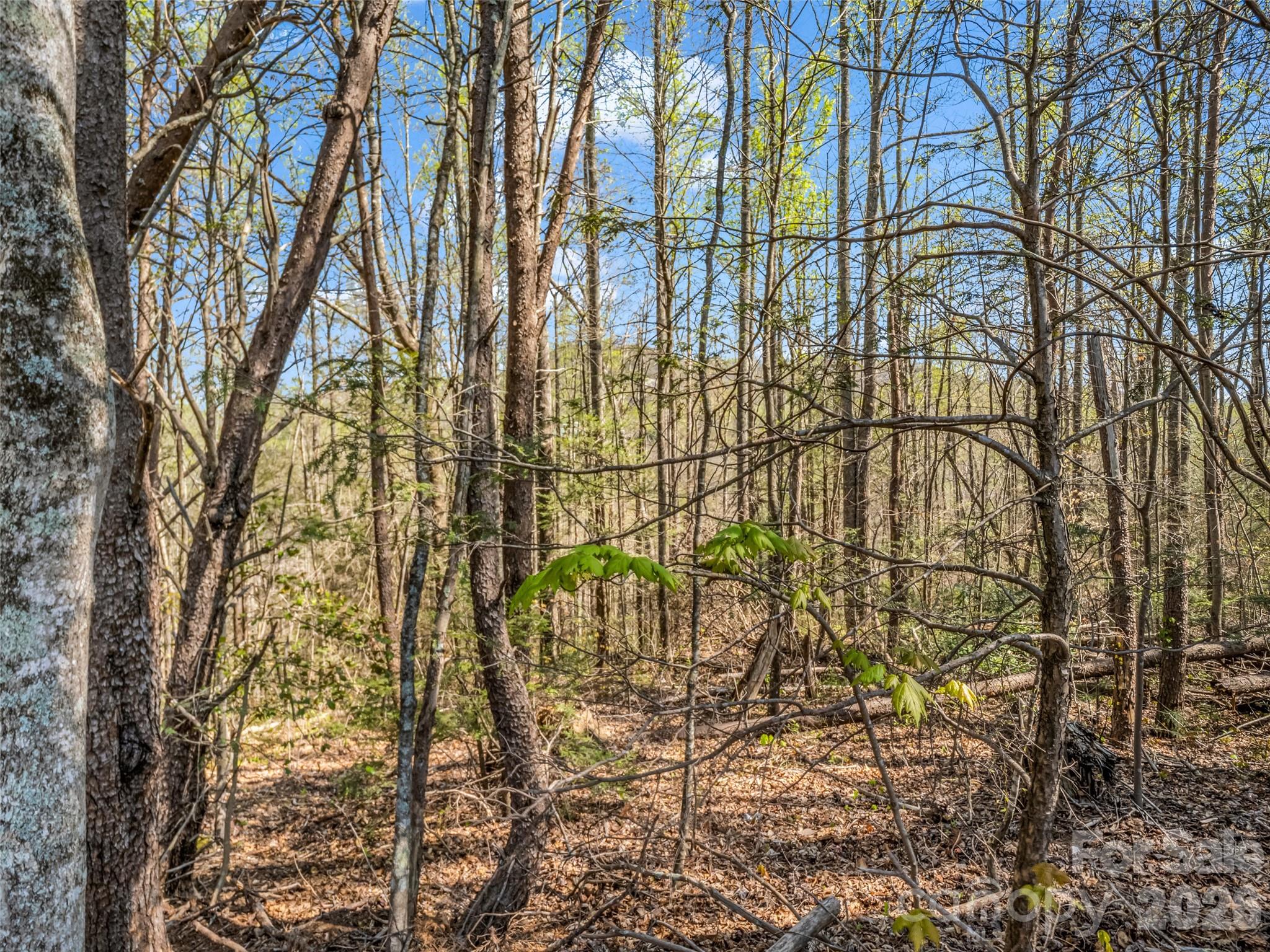 83 Sunny Morning Court Property Photo 35