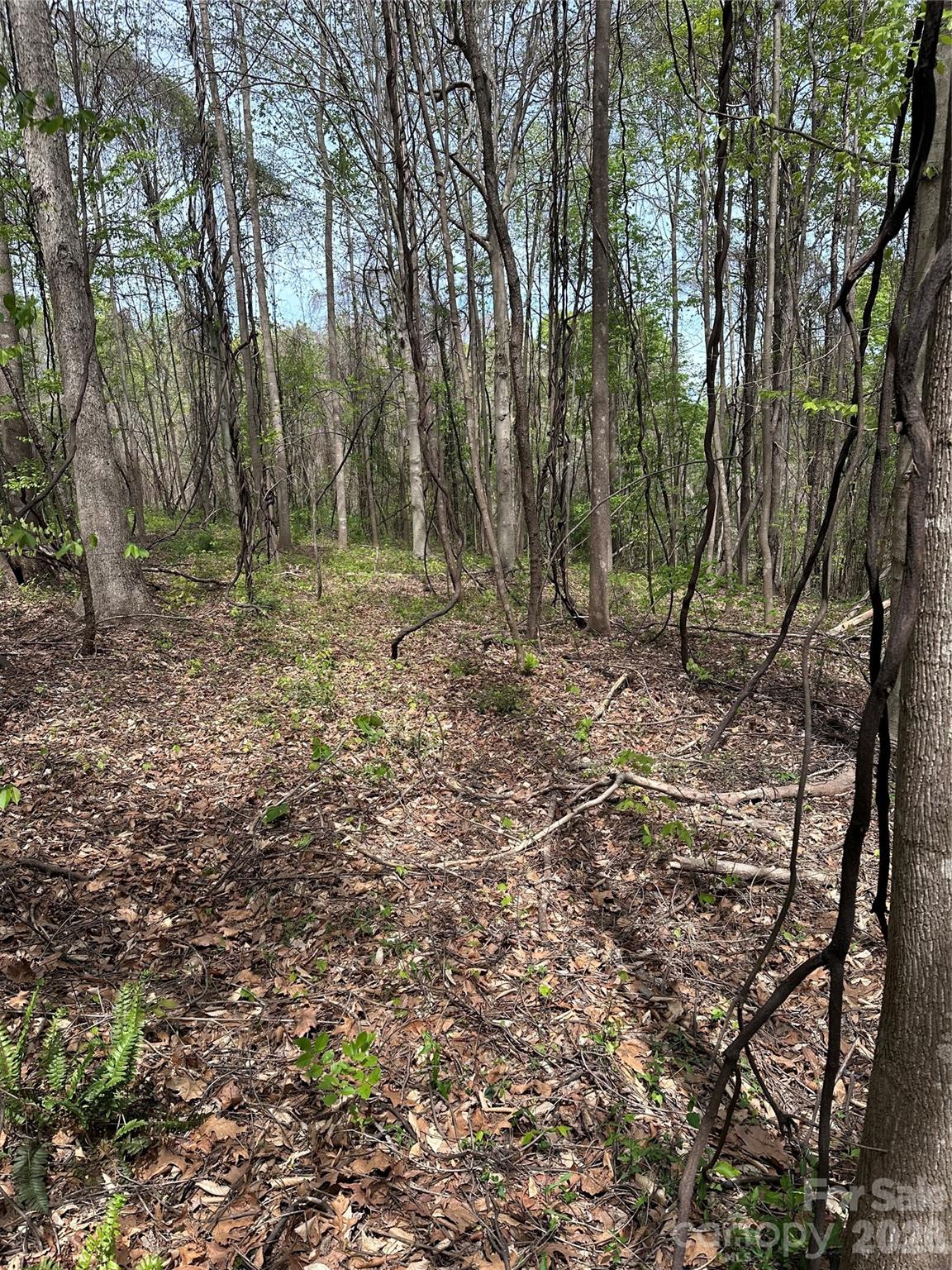 0 Will Boone Road Property Photo 2