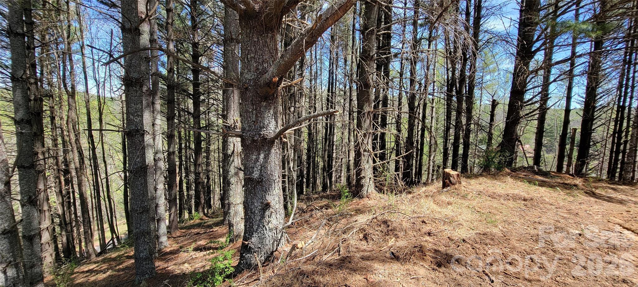 Tbd (lots 25/26/27) Miriam Way Property Photo 7