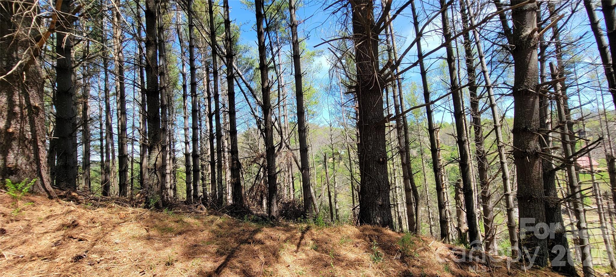 Tbd (lots 25/26/27) Miriam Way Property Photo 8