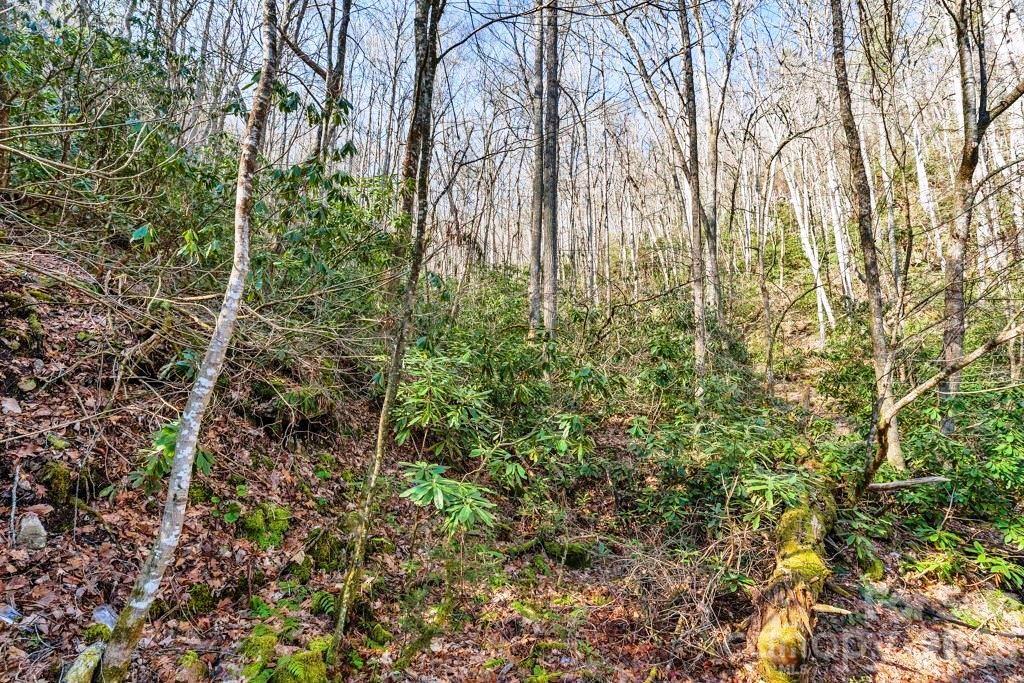 Tbd Rominger Road Property Photo 7