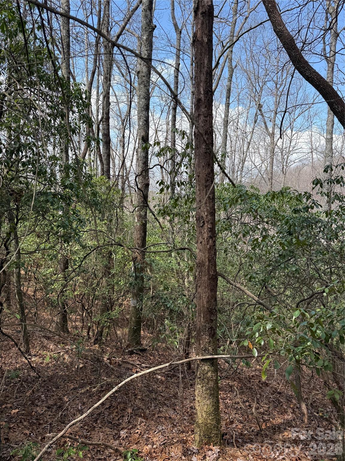 00 Line Runner Ridge Road Property Photo 2