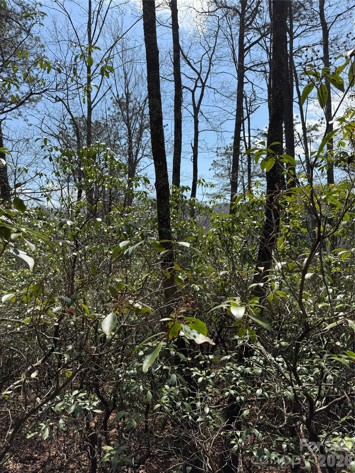 00 Line Runner Ridge Road Property Photo 3