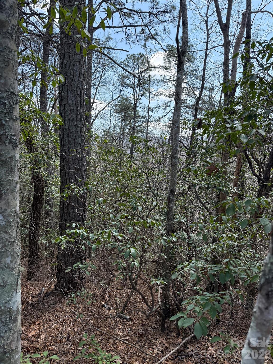 00 Line Runner Ridge Road Property Photo 6