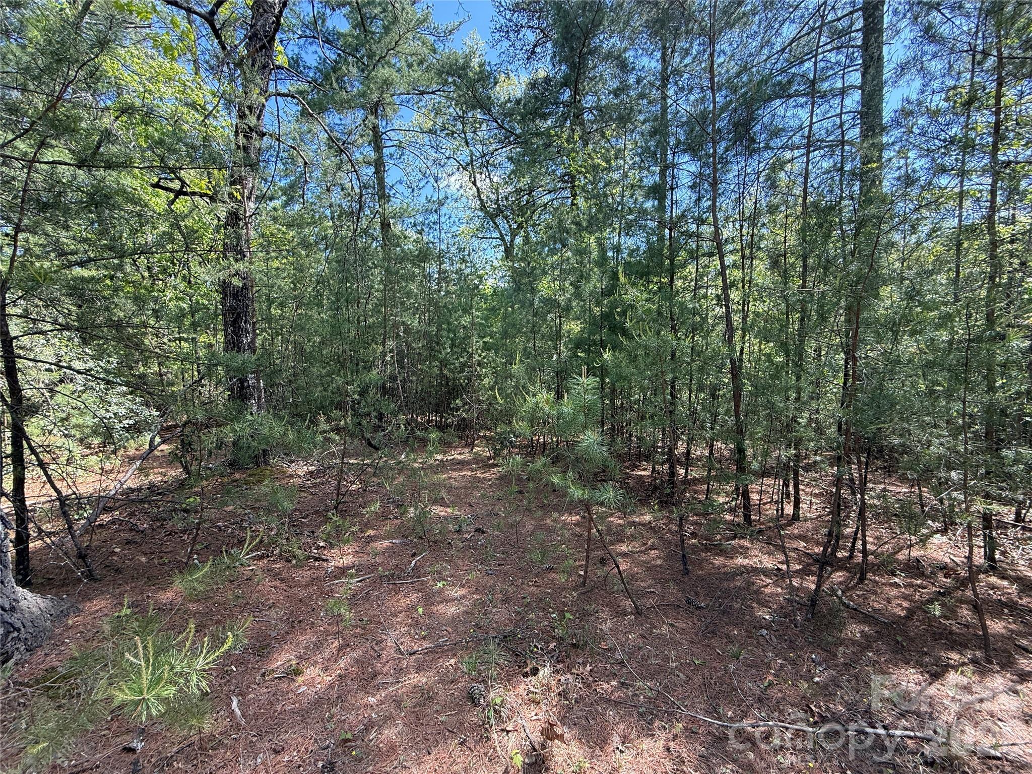 Tbd Staghorn Road 51 & 52a Property Photo 6