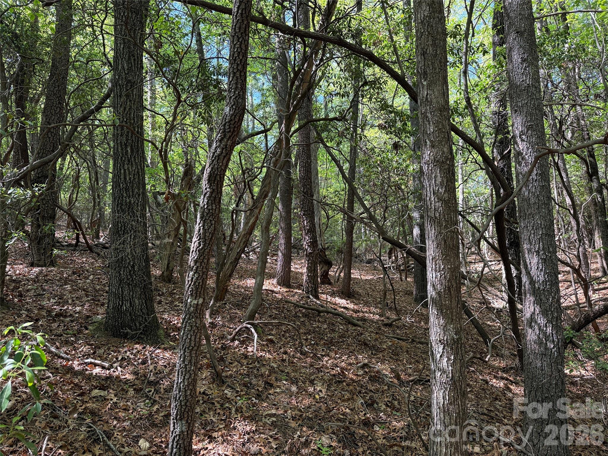 Tbd Staghorn Road 51 & 52a Property Photo 13