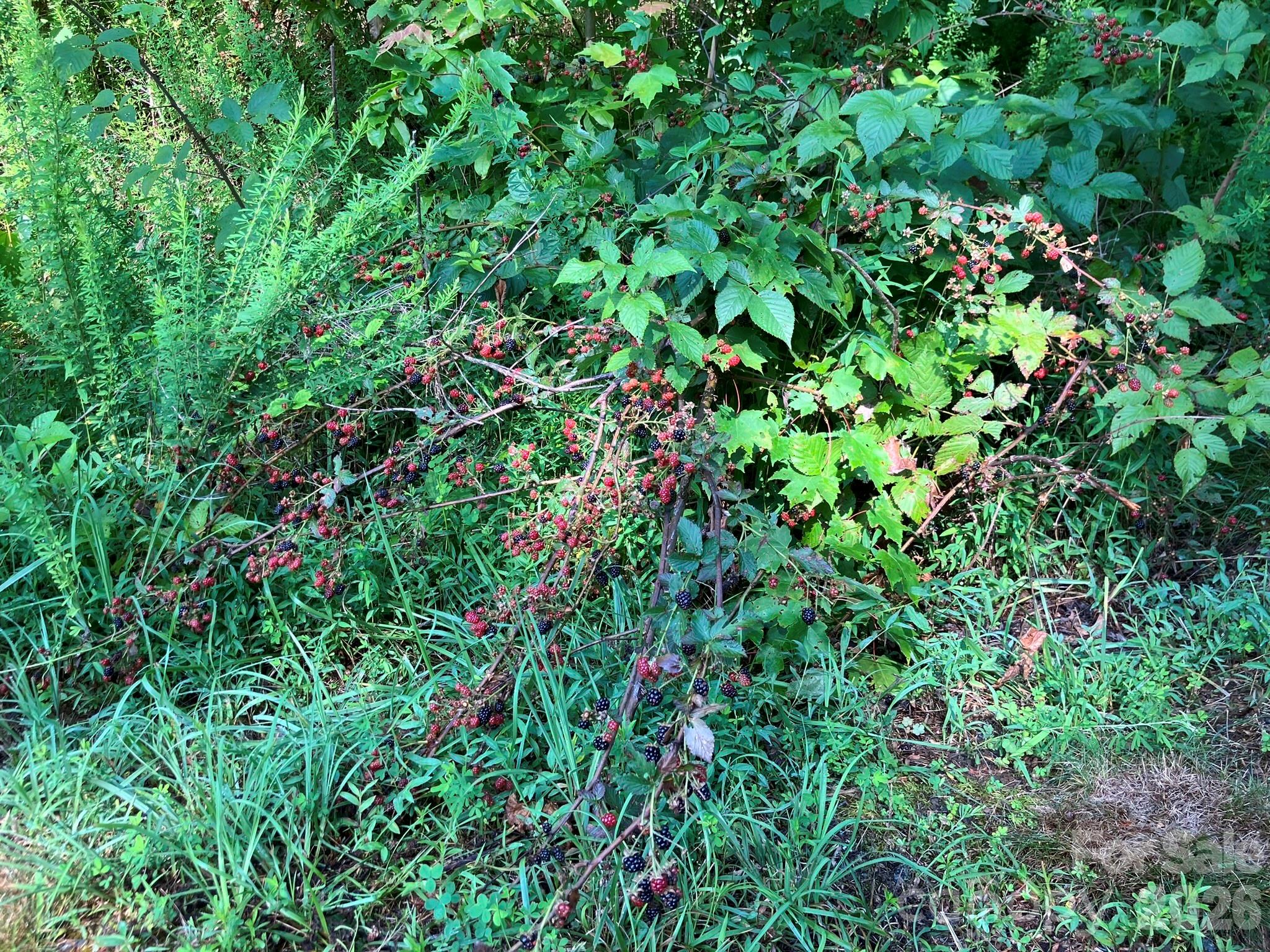 0 Grey Rock Parkway 271 Property Photo 12