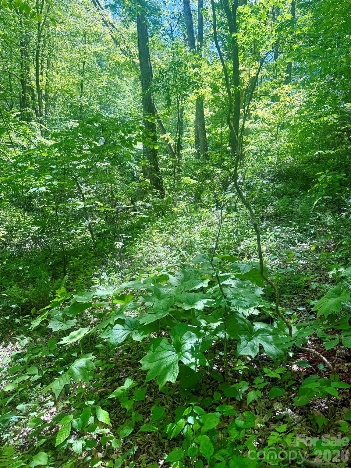 Tbd Highway 107 None Lot 1 Property Photo 3